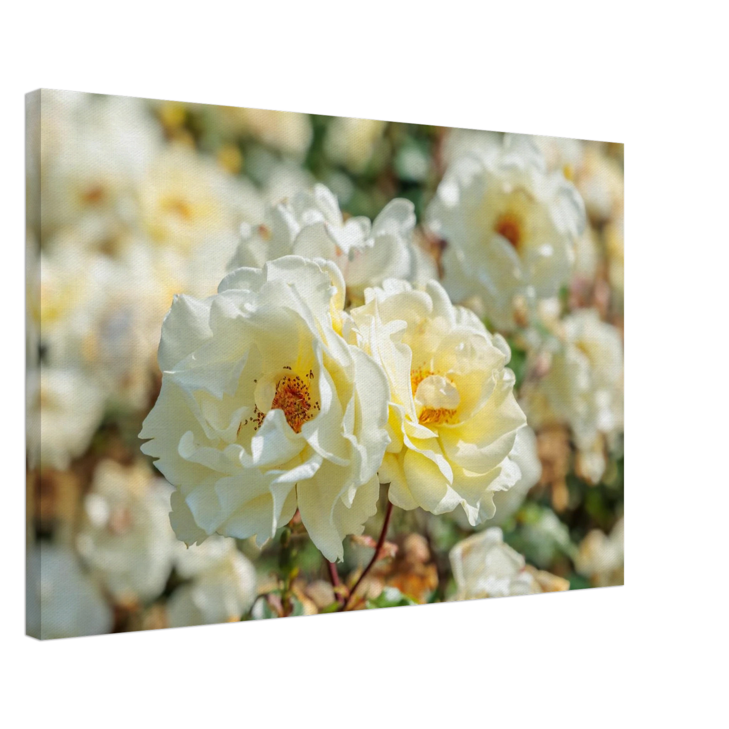 Wandbild creme weisse rosen zeitlose blumen eleganz fuer ihre wand in vielen groessen verfuegbar