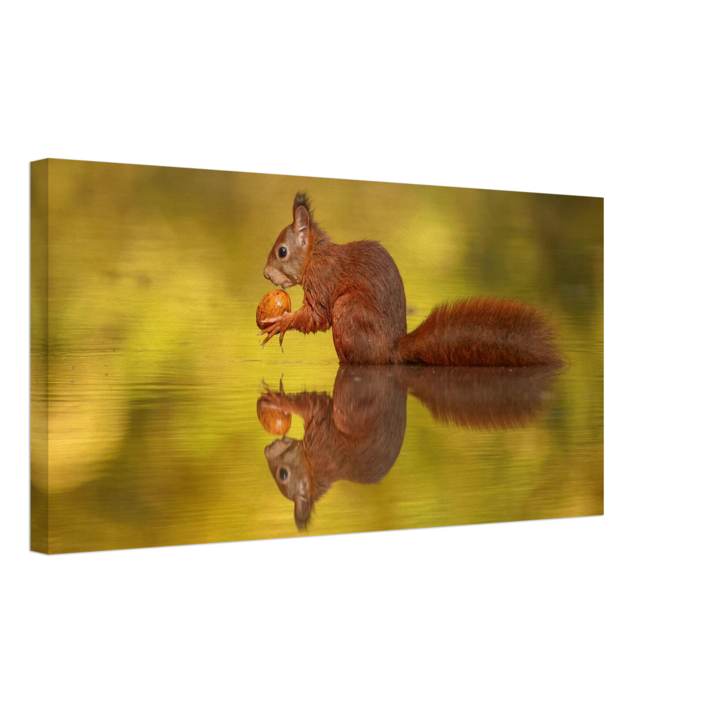 Wandbild eichhoernchen im goldenen herbstlicht lebendige tierfotografie fuer ihre wand