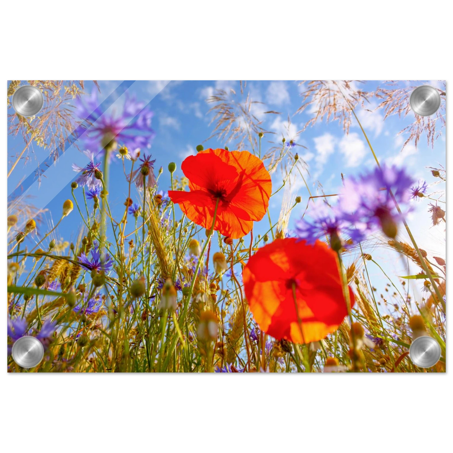 Wandbild lebendige wildblumenwiese mohnblumen kornblumen unter blauem himmel