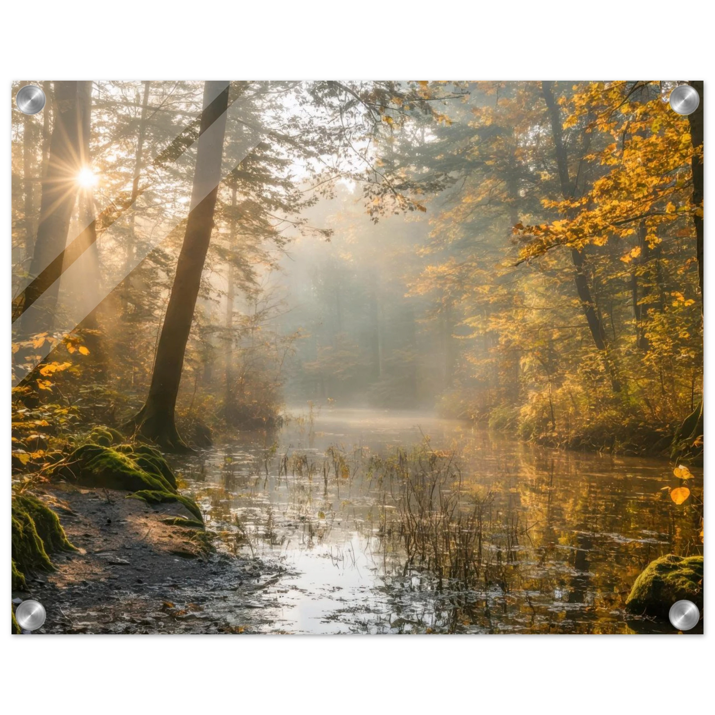 Wandbild Herbstwald morgenlicht wandbild goldenes ambiente in deiner wunschgroesse