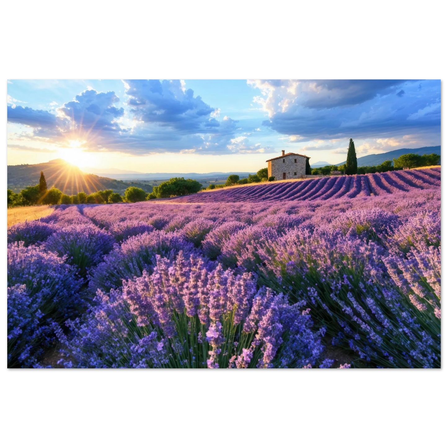 Wandbild sonnenuntergang ueber lavendelfeldern idyllische provence landschaft im wunschformat