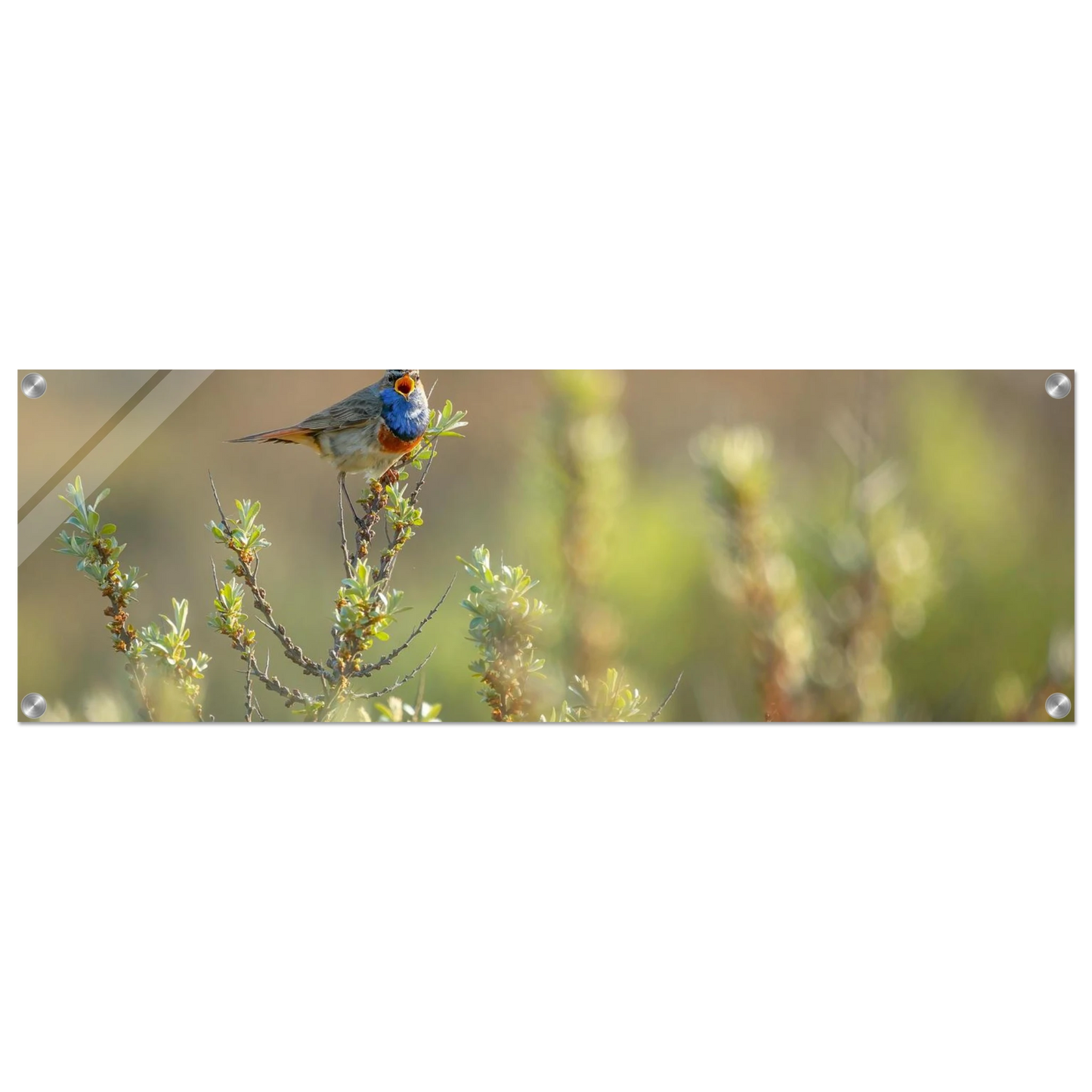 Wandbild blaukehlchen ein meisterwerk der natur auf leinwand in verschiedenen groessen erhaeltlich