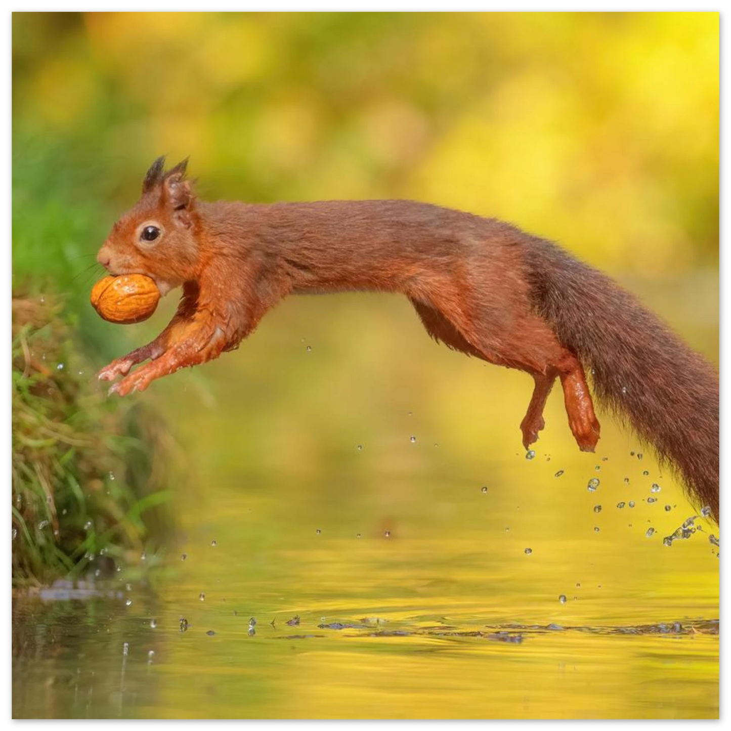 Wandbild eichhoernchen mit nuss dynamische tierkunst in leuchtenden herbstfarben