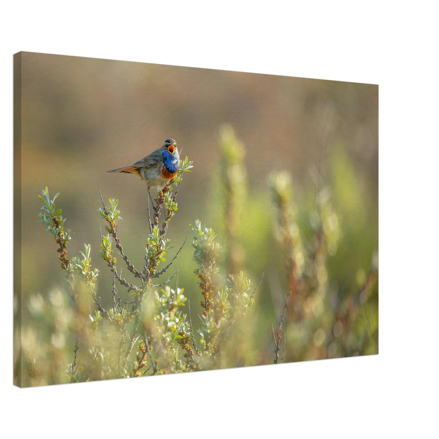 Wandbild blaukehlchen ein meisterwerk der natur auf leinwand in verschiedenen groessen erhaeltlich