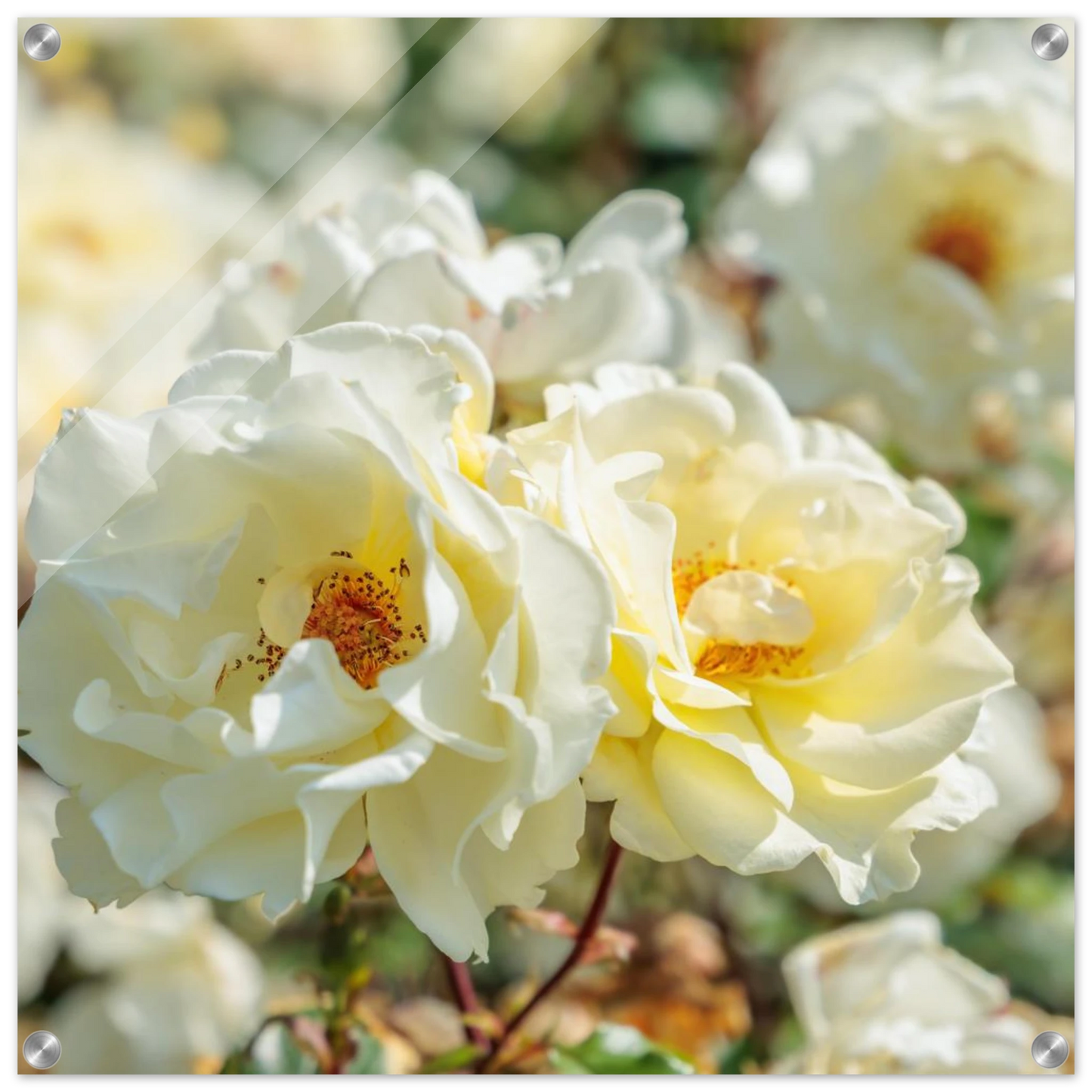 Wandbild creme weisse rosen zeitlose blumen eleganz fuer ihre wand in vielen groessen verfuegbar