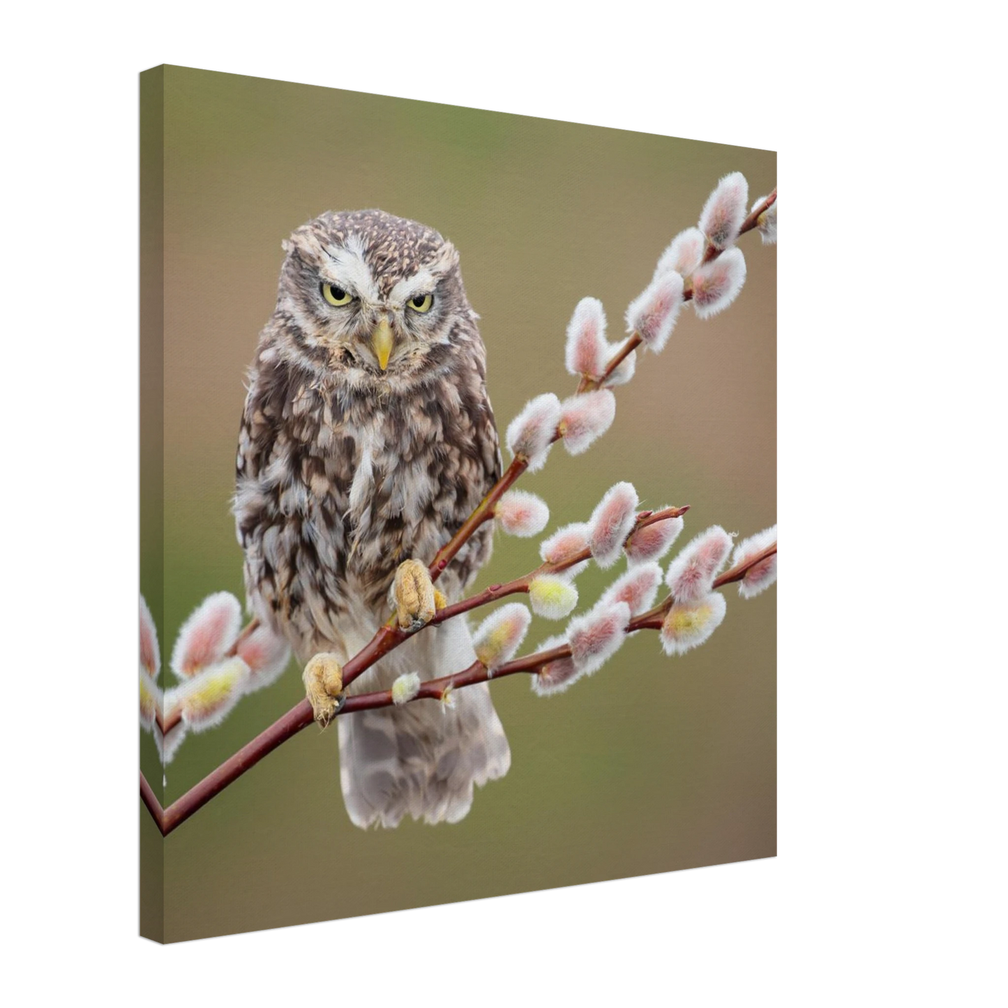 Wandbild der weise waechter ein kaeuzchen auf weidenkaetzchen im fruehlingslicht