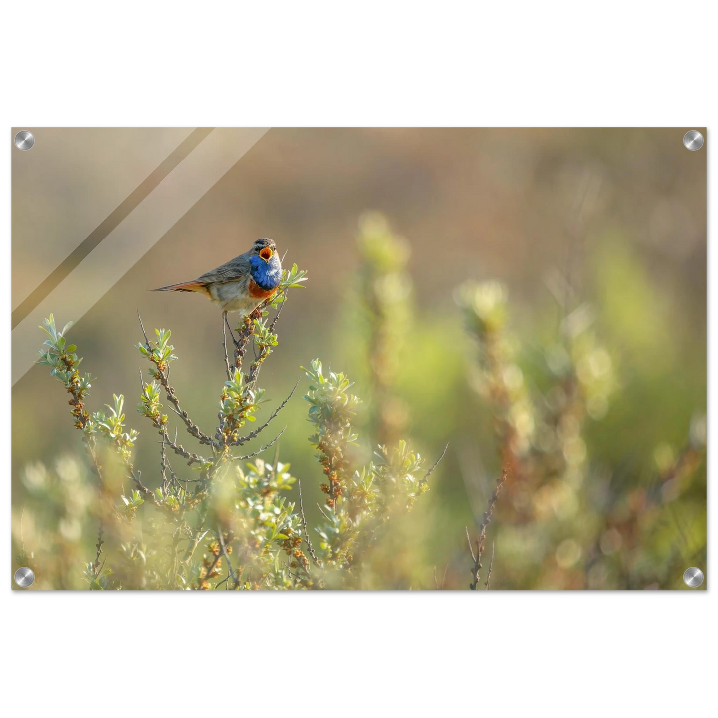Wandbild blaukehlchen ein meisterwerk der natur auf leinwand in verschiedenen groessen erhaeltlich