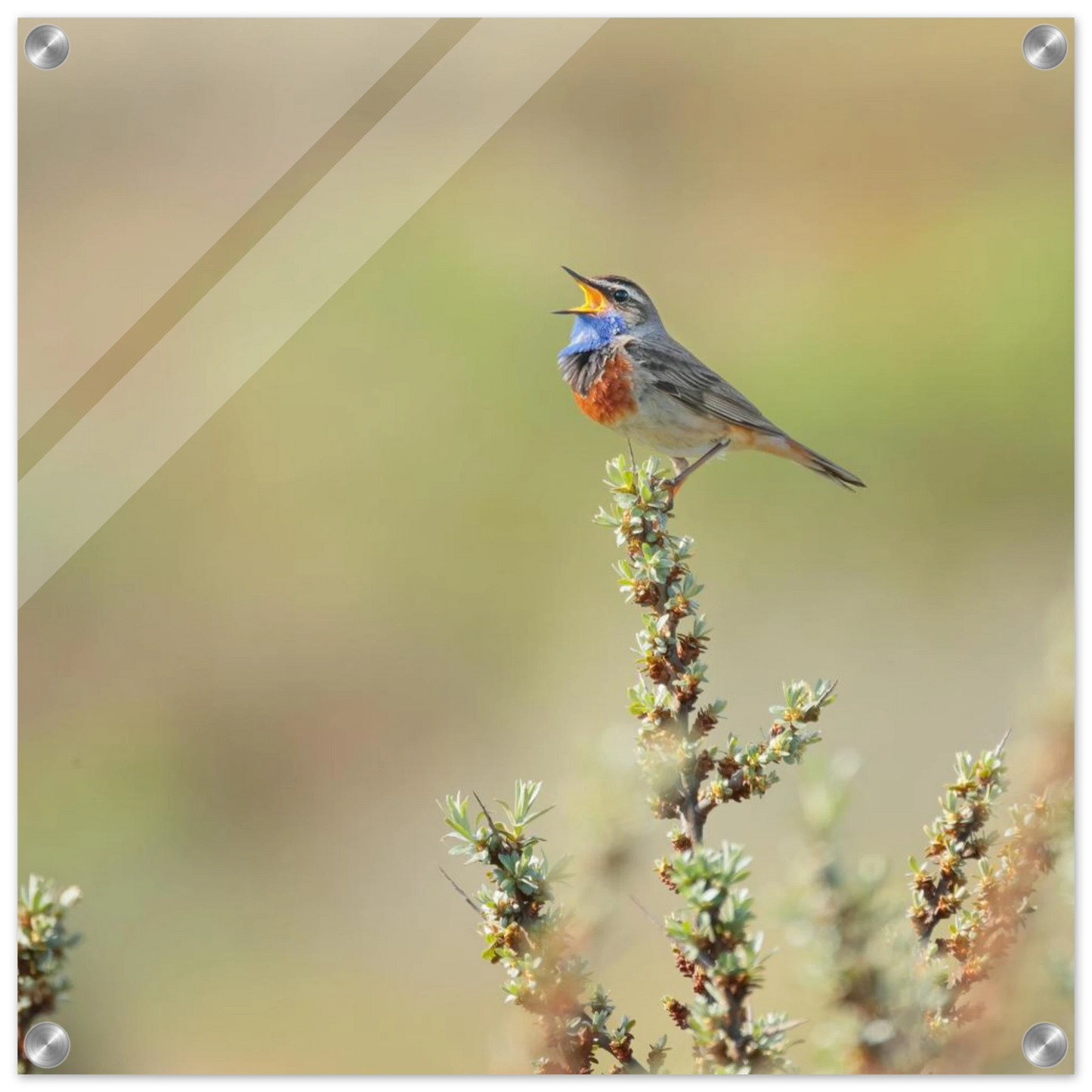 Wandbild der ruf der wildnis ein lebhaftes vogelportraet