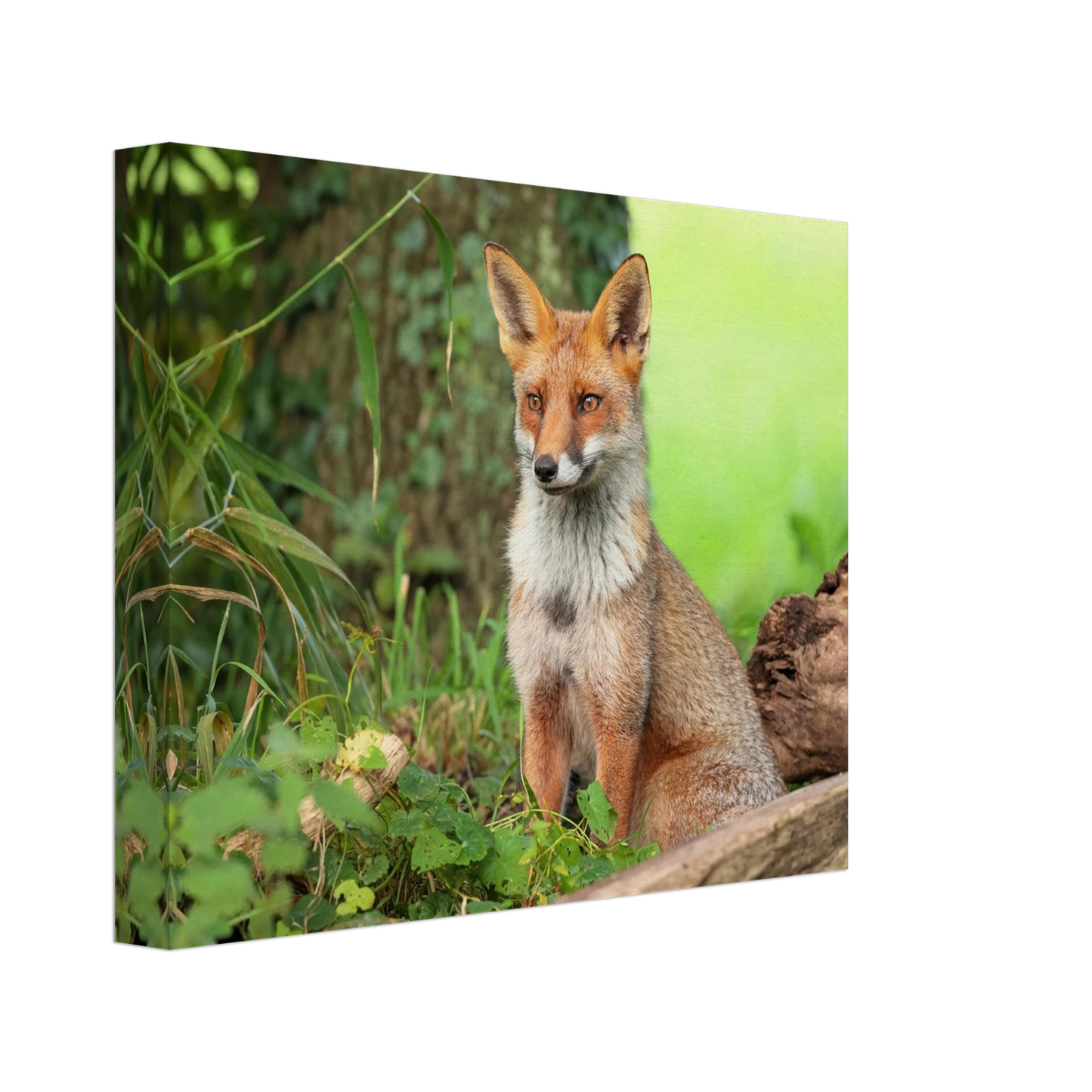 Wandbild majestaetischer rotfuchs ein augenblick der ruhe in der natur erhaeltlich in zahlreichen groessen