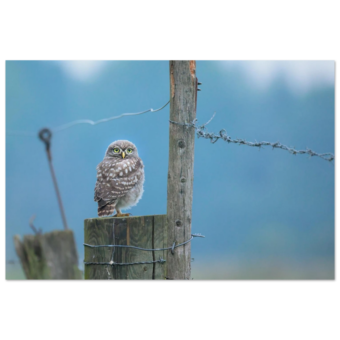 Wandbild mystische steinkauz faszinierendes eulen portraet fuer ihr zuhause in vielen groessen