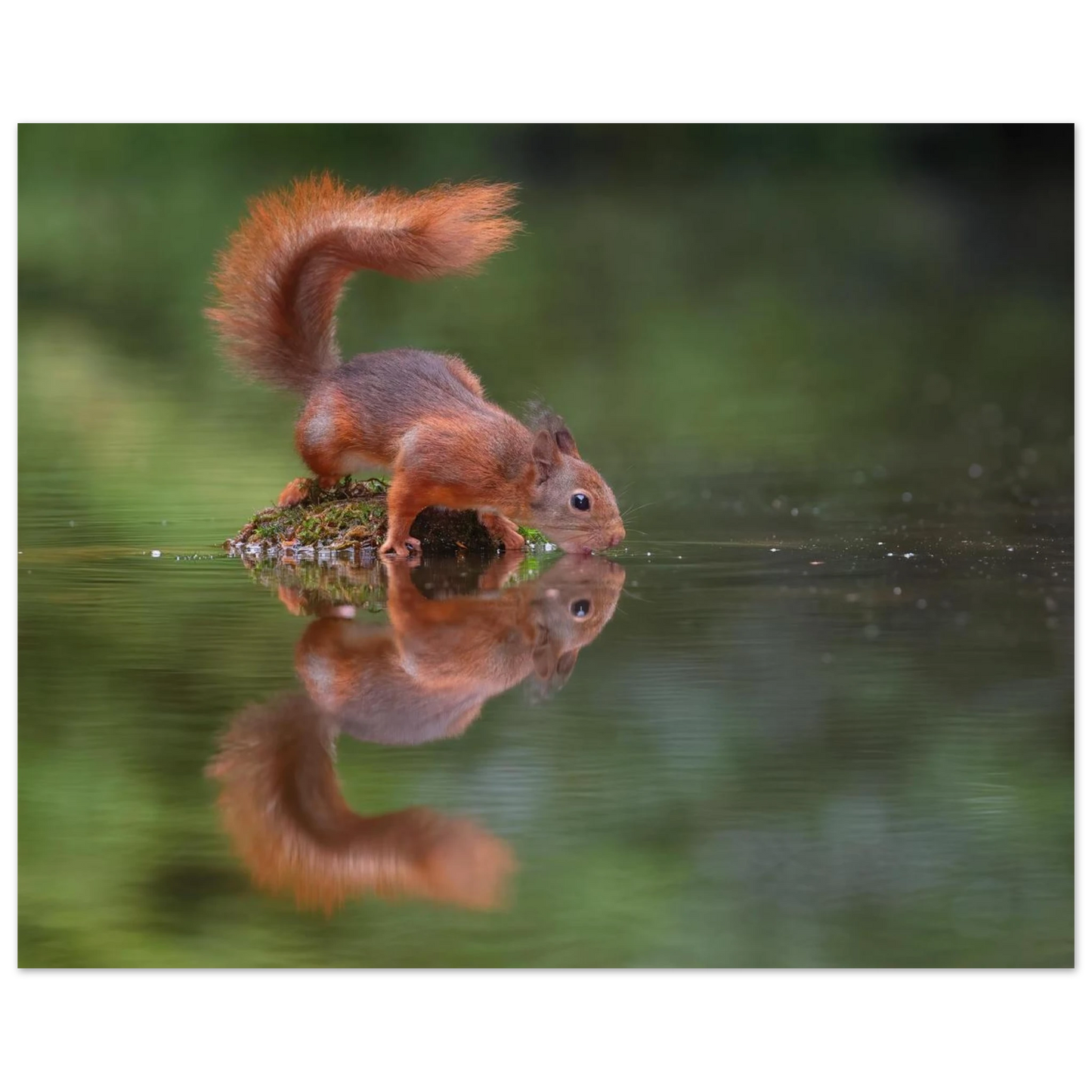 Wandbild durstiges eichhoernchen eine ruhige reflexion in der natur erhaeltlich in vielen groessen