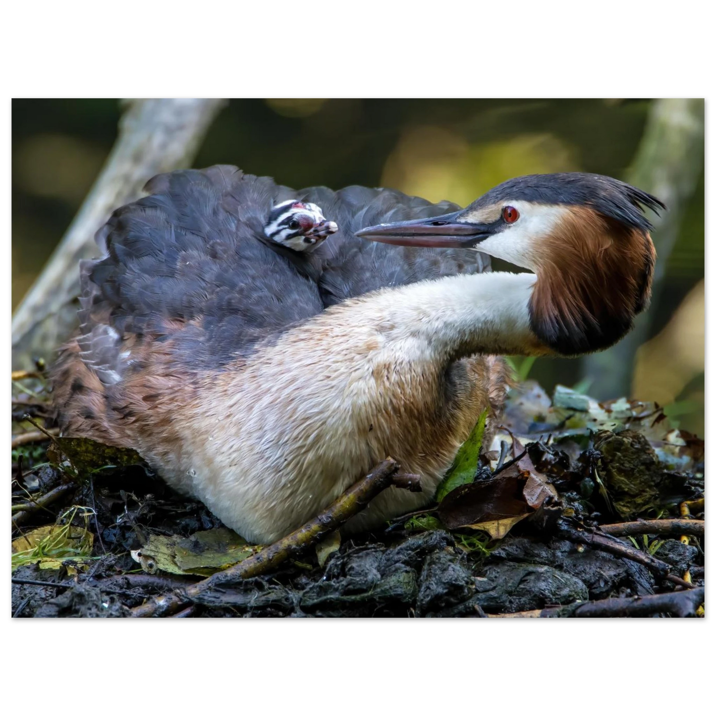 Wandbild zaertliche grosse haubentaucher familie naturgetreuer kunstdruck in ihrer wunschgroesse