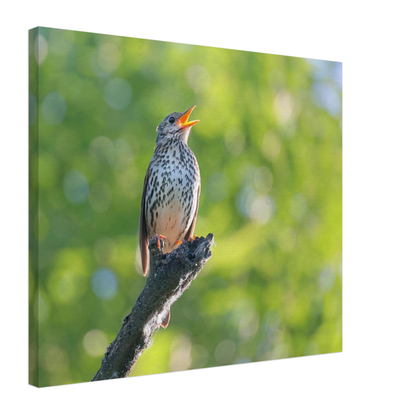 Wandbild bezaubernder singvogel in gruen ein naturportraet fuer ihr zuhause in vielen groessen