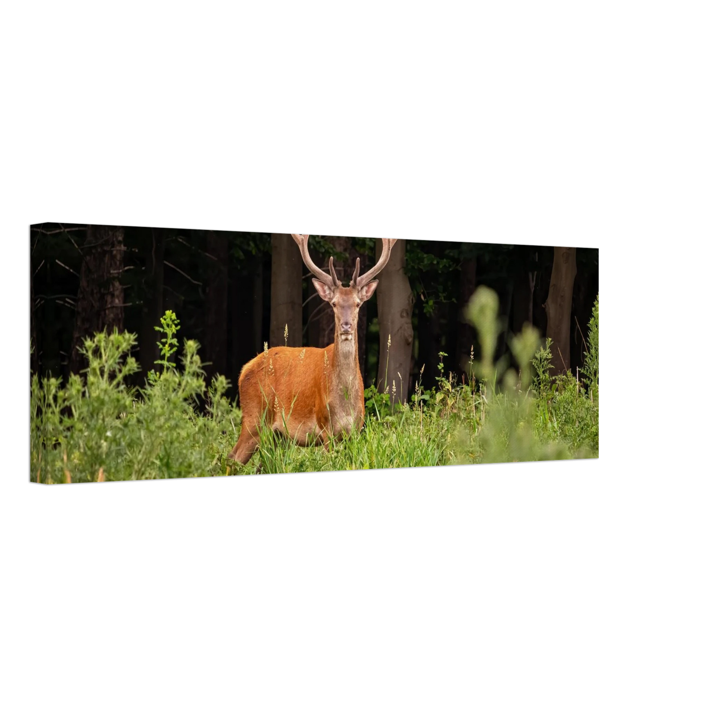 Wandbild majestaetischer hirsch im wald ein wildnis statement fuer ihr zuhause in verschiedenen groessen