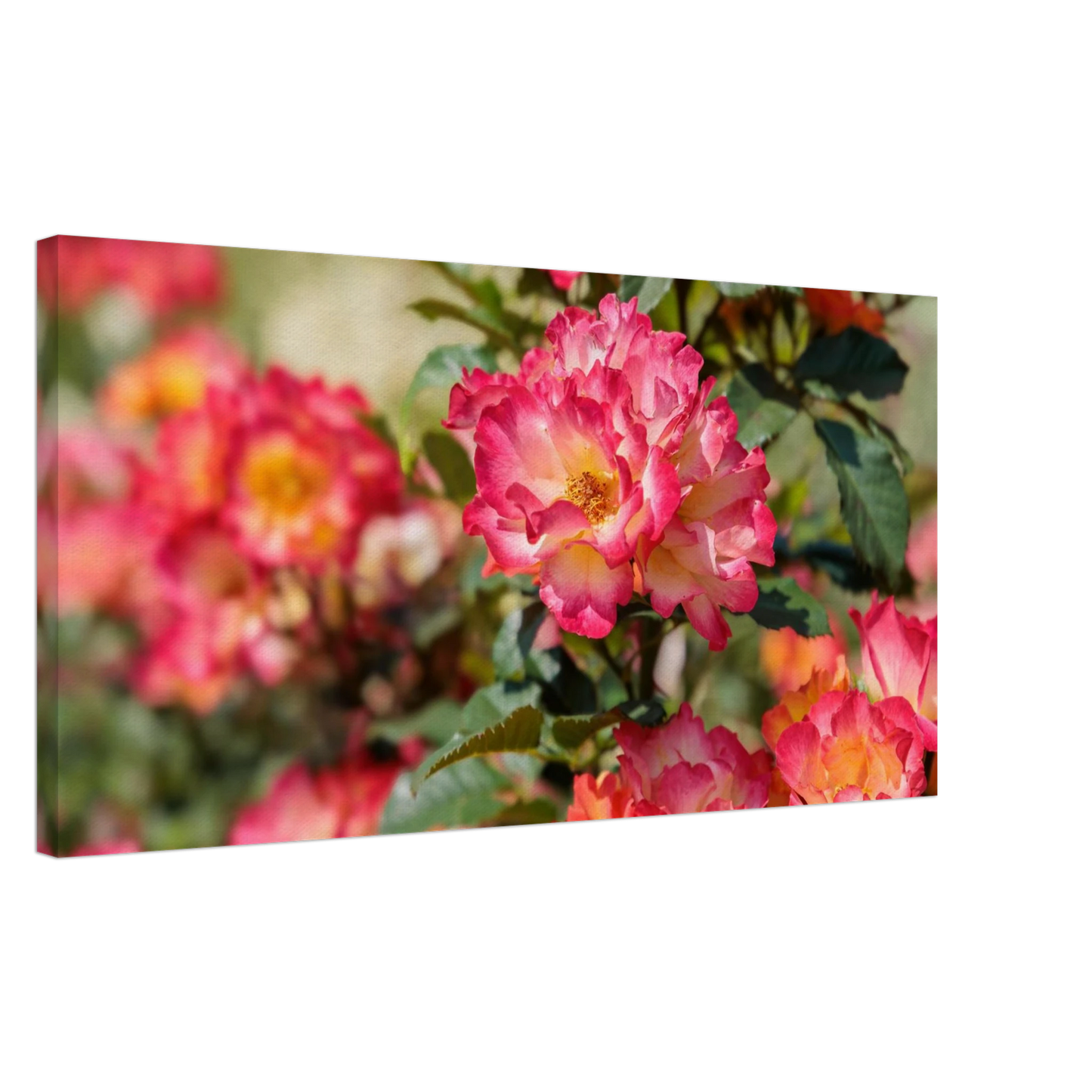 Wandbild himmlische rosenpracht lebendige farbexplosion in ihrem zuhause verfuegbar in vielen groessen