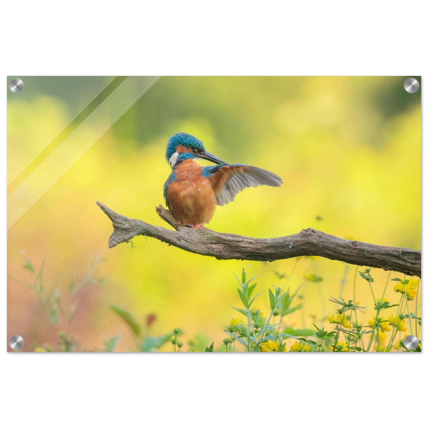 Wandbild eisvogel lebendige naturkunst fuer ihr zuhause