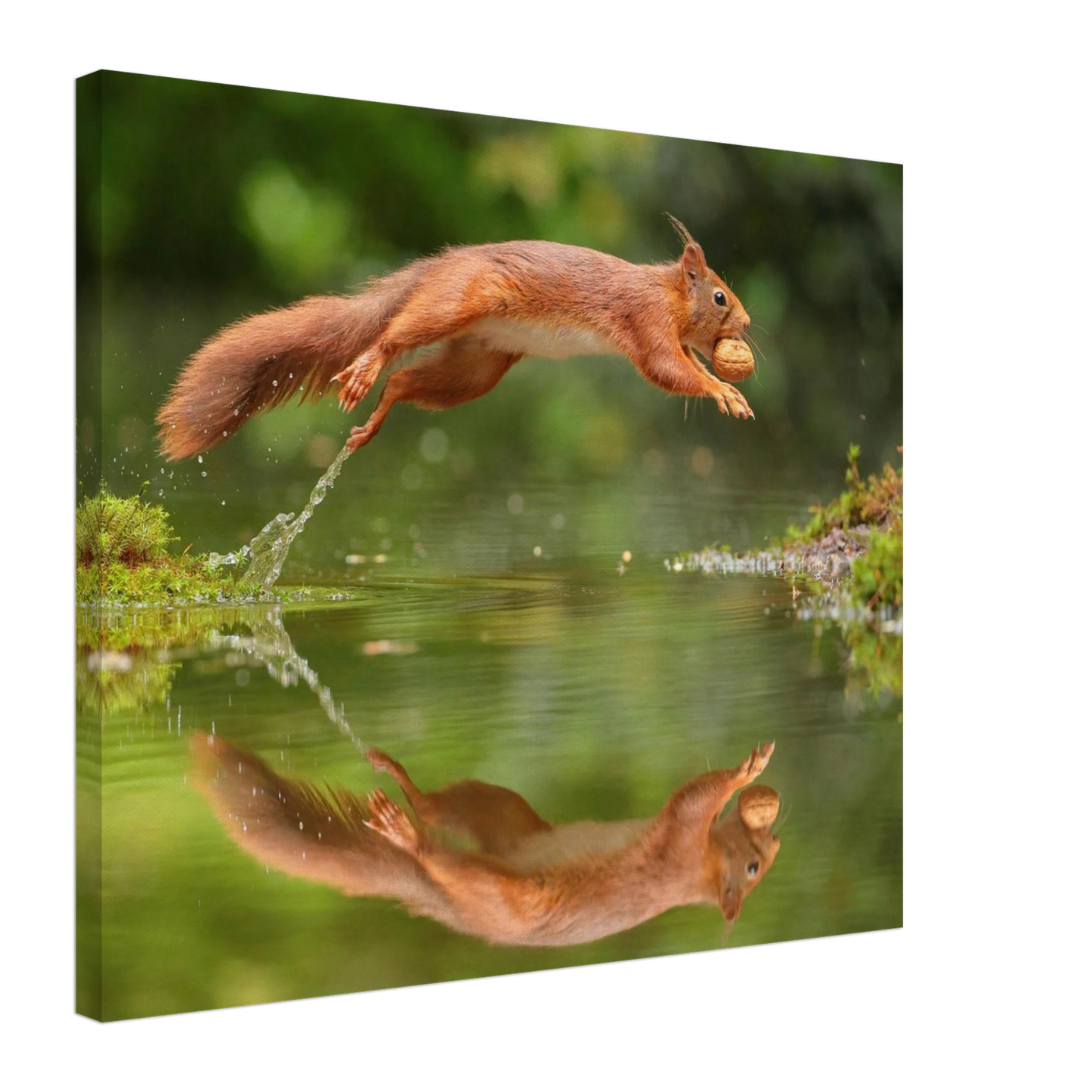 Wandbild Wandkunst eichhoernchens freudensprung dynamische naturkunst fuer ihr zuhause erhaeltlich in mehreren groessen
