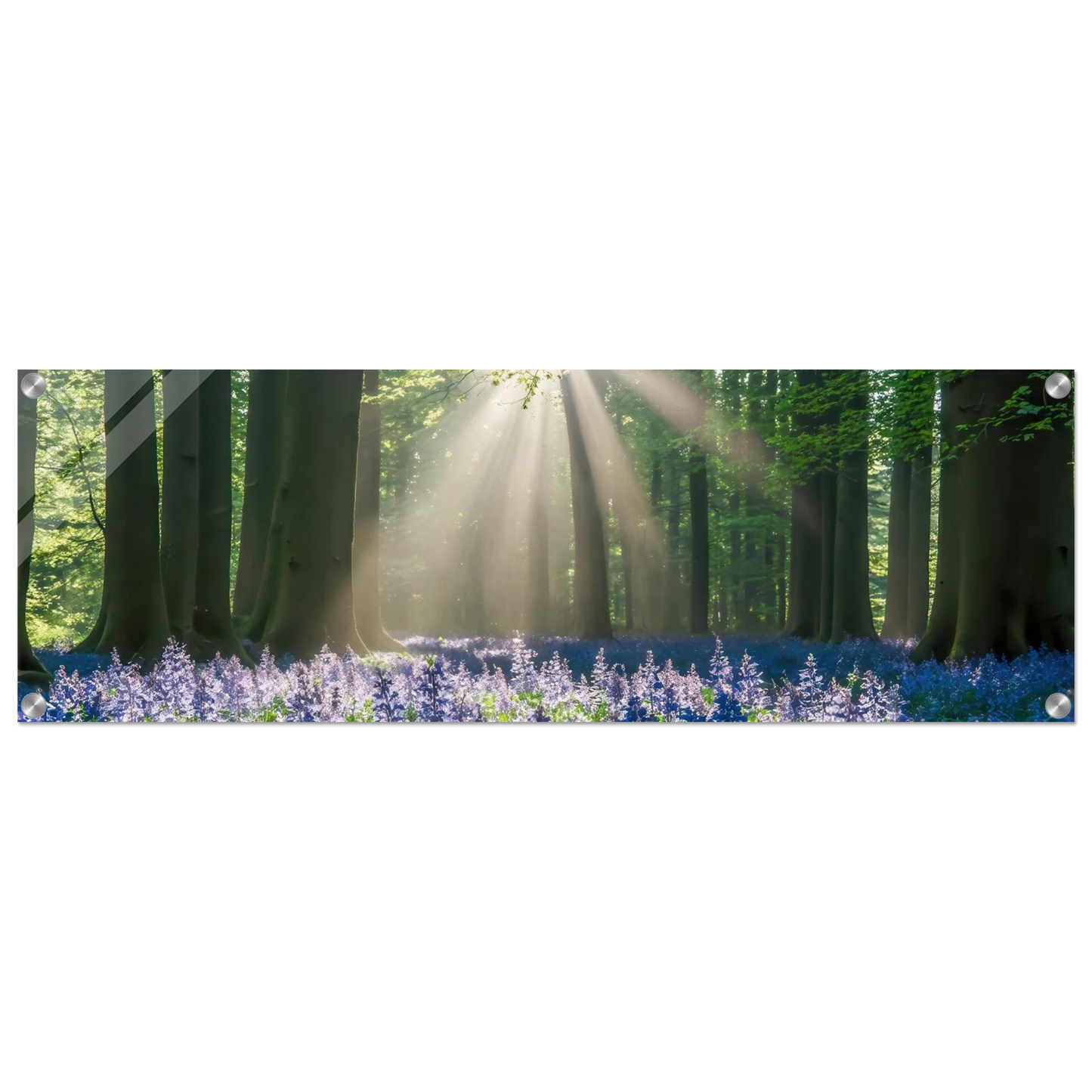 Wandbild bezaubernder wald mit sonnenstrahlen und lila bluetenmeer dein stueck natur