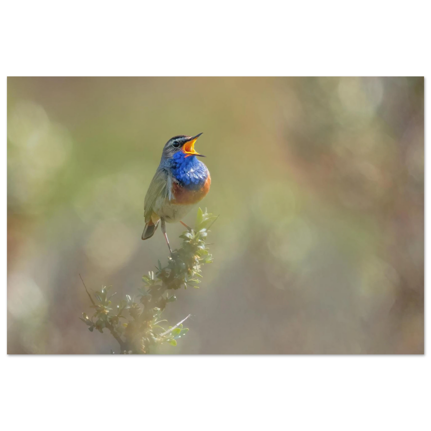 Wandbild singvogel in blautoenen lebendige vogelkunst fuer ihr zuhause in ihrer wunschgroesse