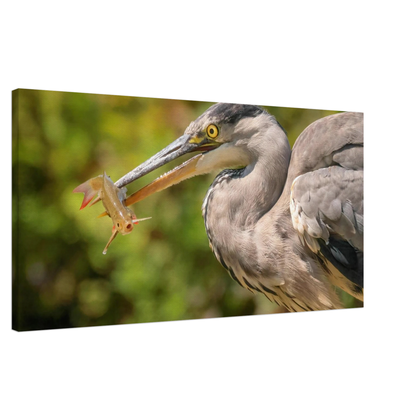 Wandbild graureiher mit fisch ein faszinierender moment in der natur verfuegbar in ihrer wunschgroesse