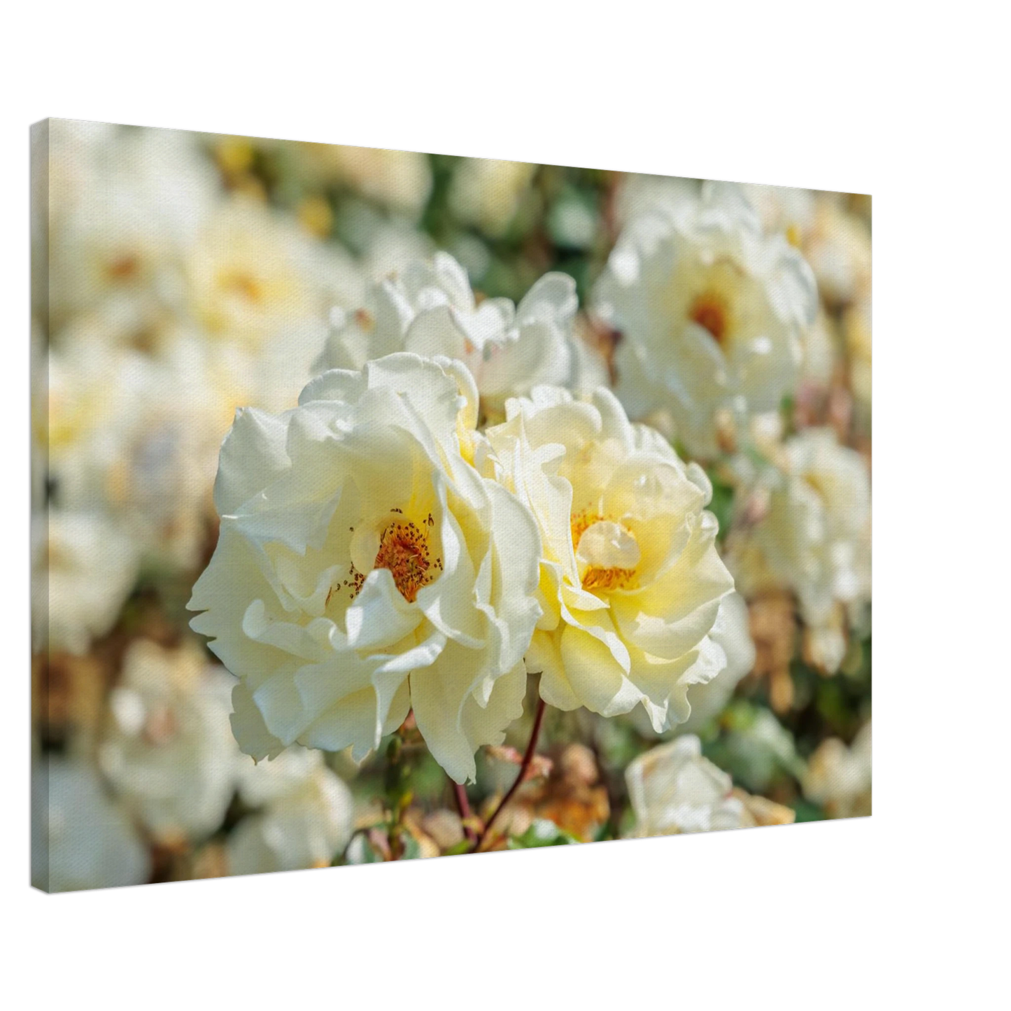 Wandbild creme weisse rosen zeitlose blumen eleganz fuer ihre wand in vielen groessen verfuegbar