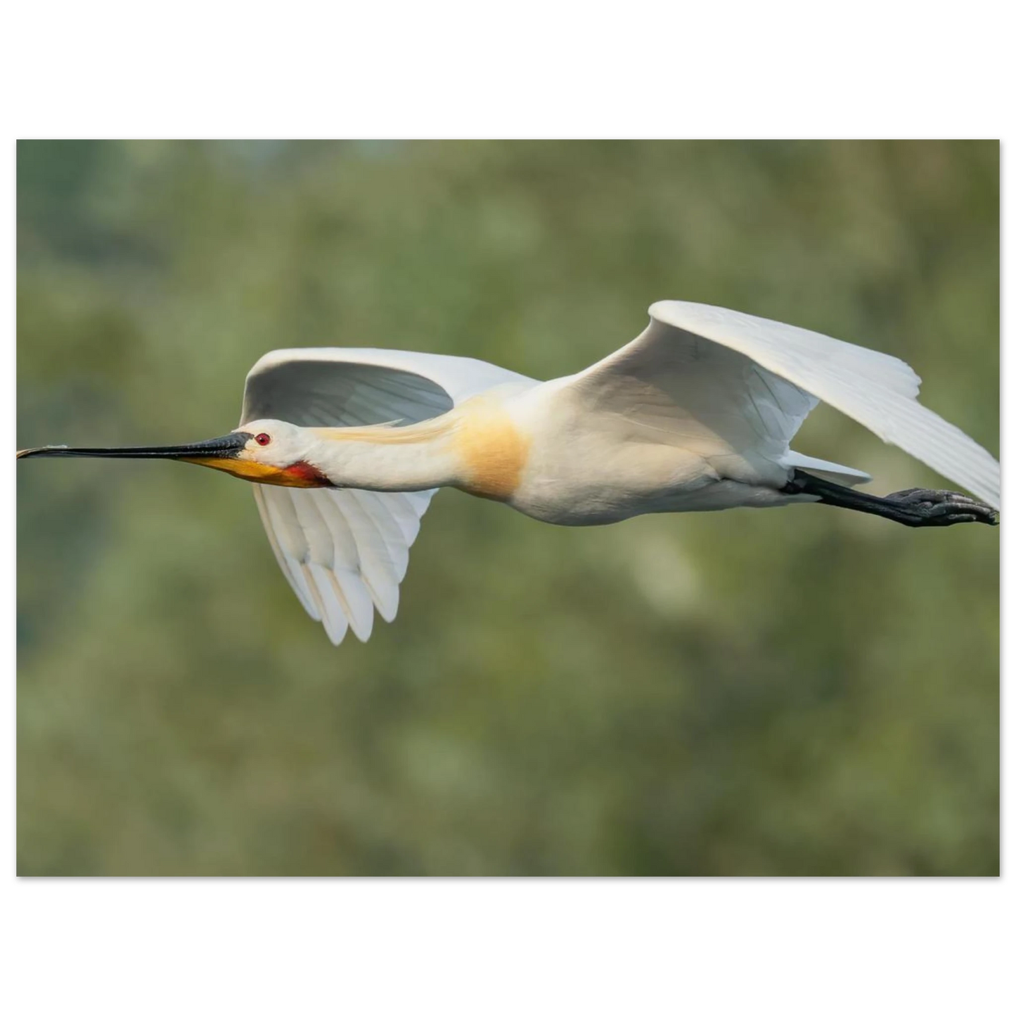 Wandbild eleganter loeffler im flug naturfotografie fuer ihr zuhause in vielen groessen
