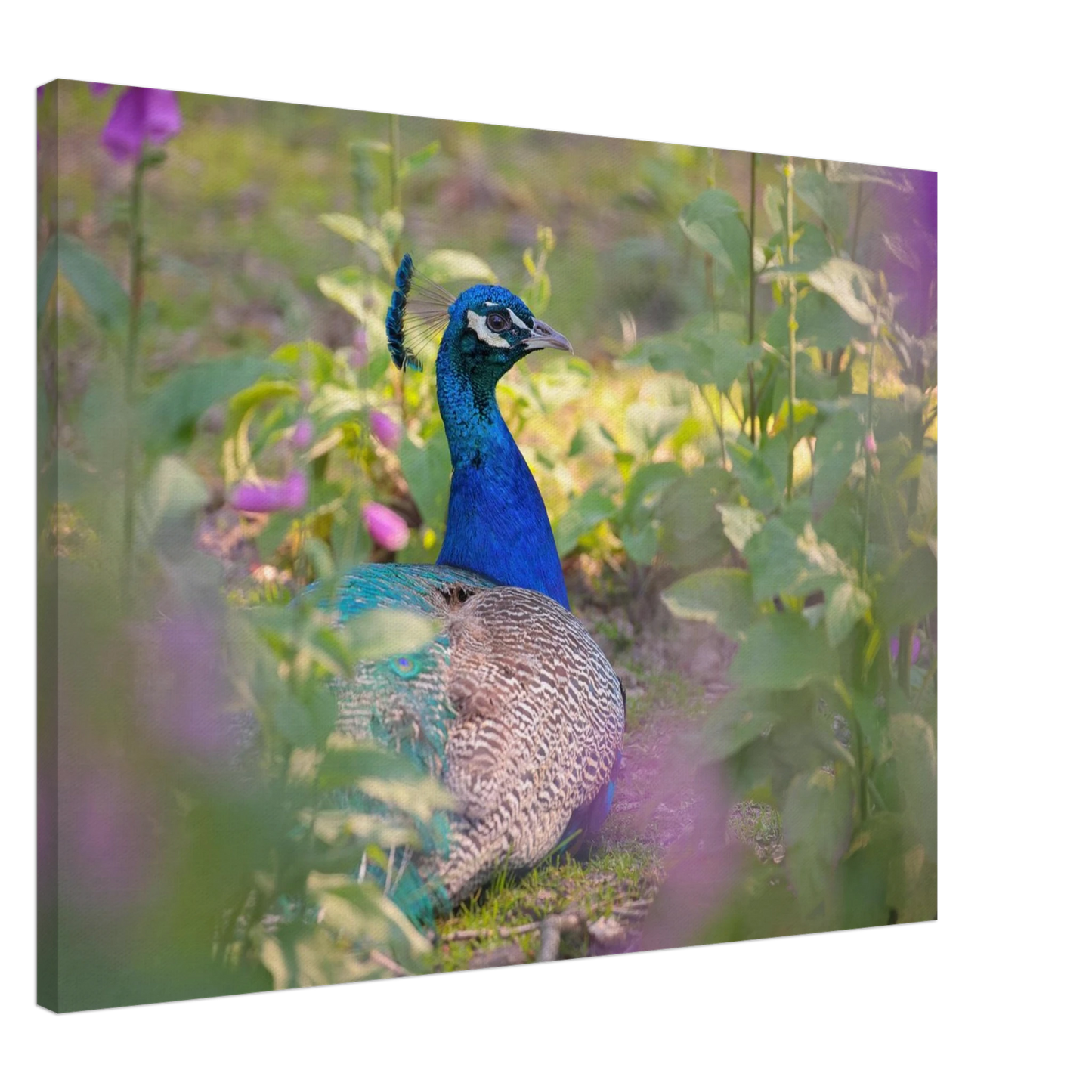 Wandbild majestaetischer pfau lebendige farbenpracht fuer ihre wand in vielen groessen erhaeltlich