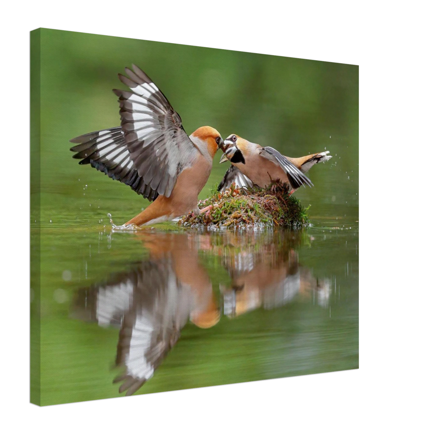 Wandbild momente der natur spektakulaerer kampf der voegel ueber dem wasser