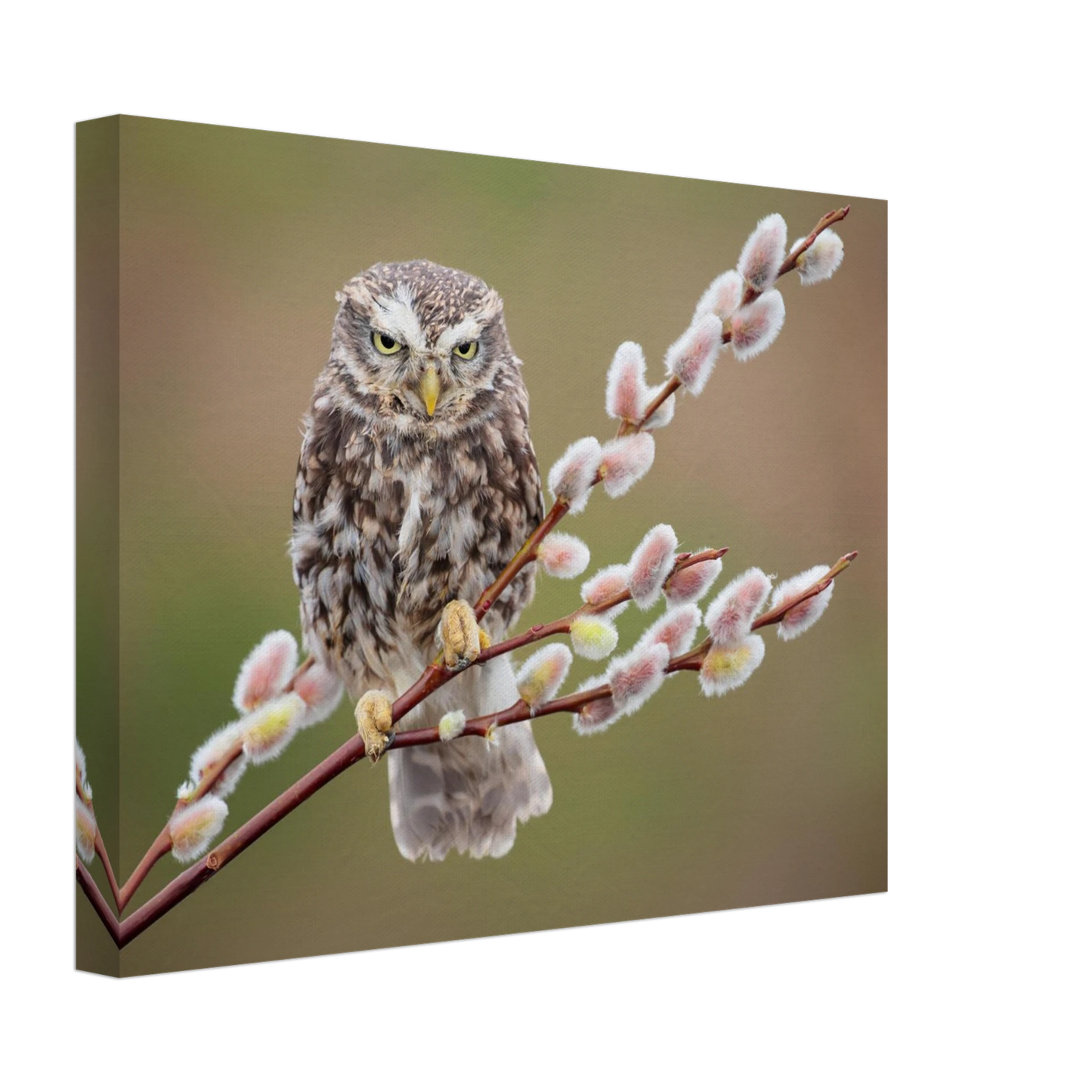 Wandbild der weise waechter ein kaeuzchen auf weidenkaetzchen im fruehlingslicht