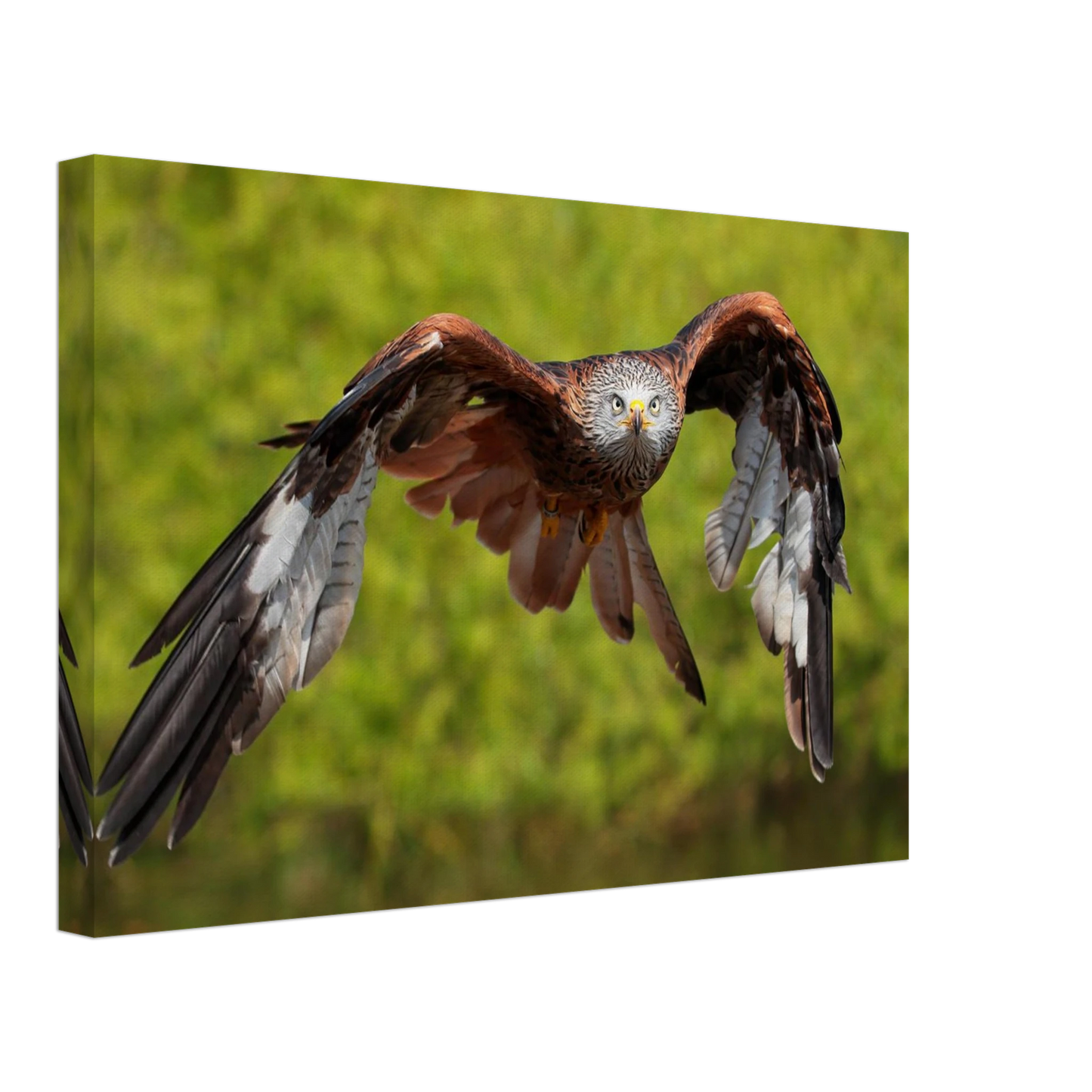 Wandbild majestaetischer rotmilan im flug atemberaubende tierfotografie fuer ihr zuhause erhaeltlich in zahlreichen groessen