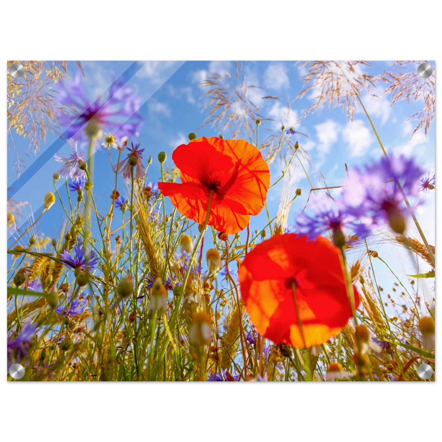 Wandbild lebendige wildblumenwiese mohnblumen kornblumen unter blauem himmel