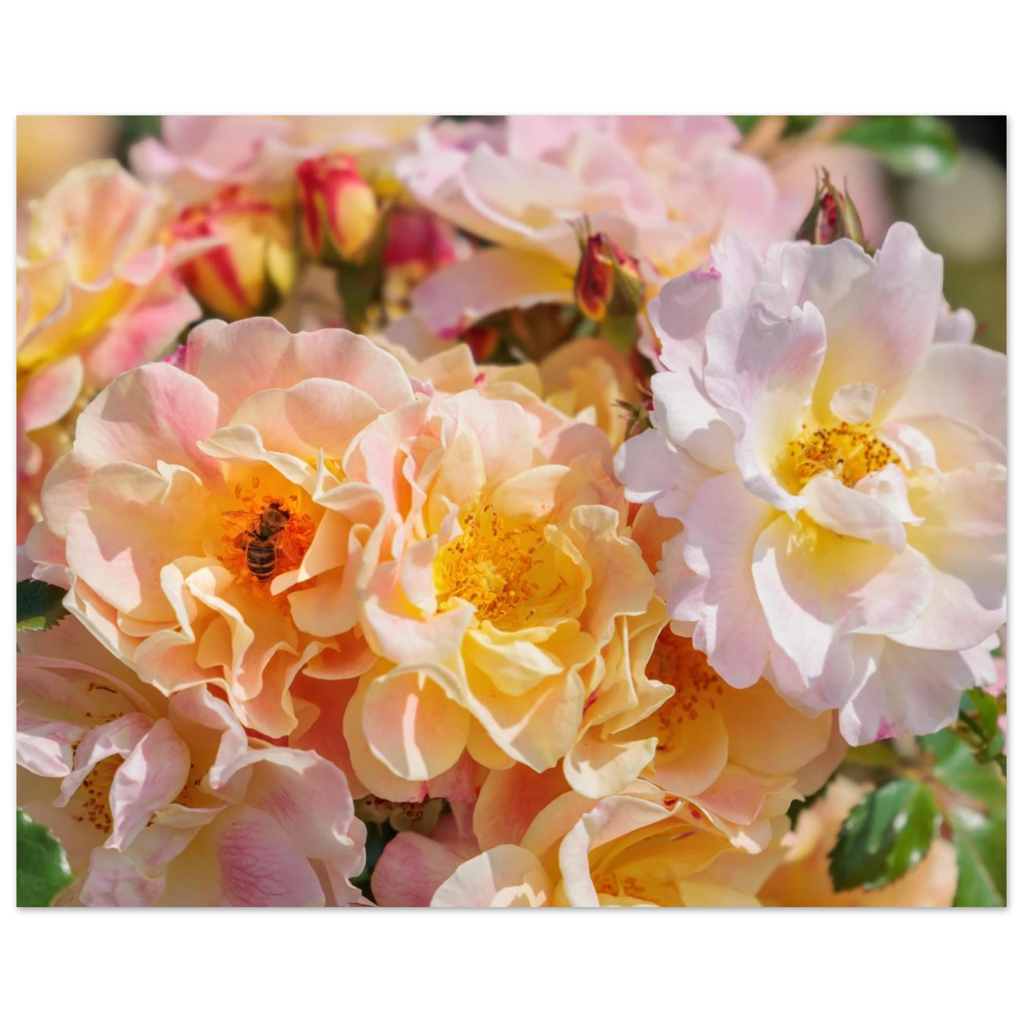 Wandbild bluehende gartenrosen eine honigbienen ode in pastell perfektion in vielen groessen verfuegbar