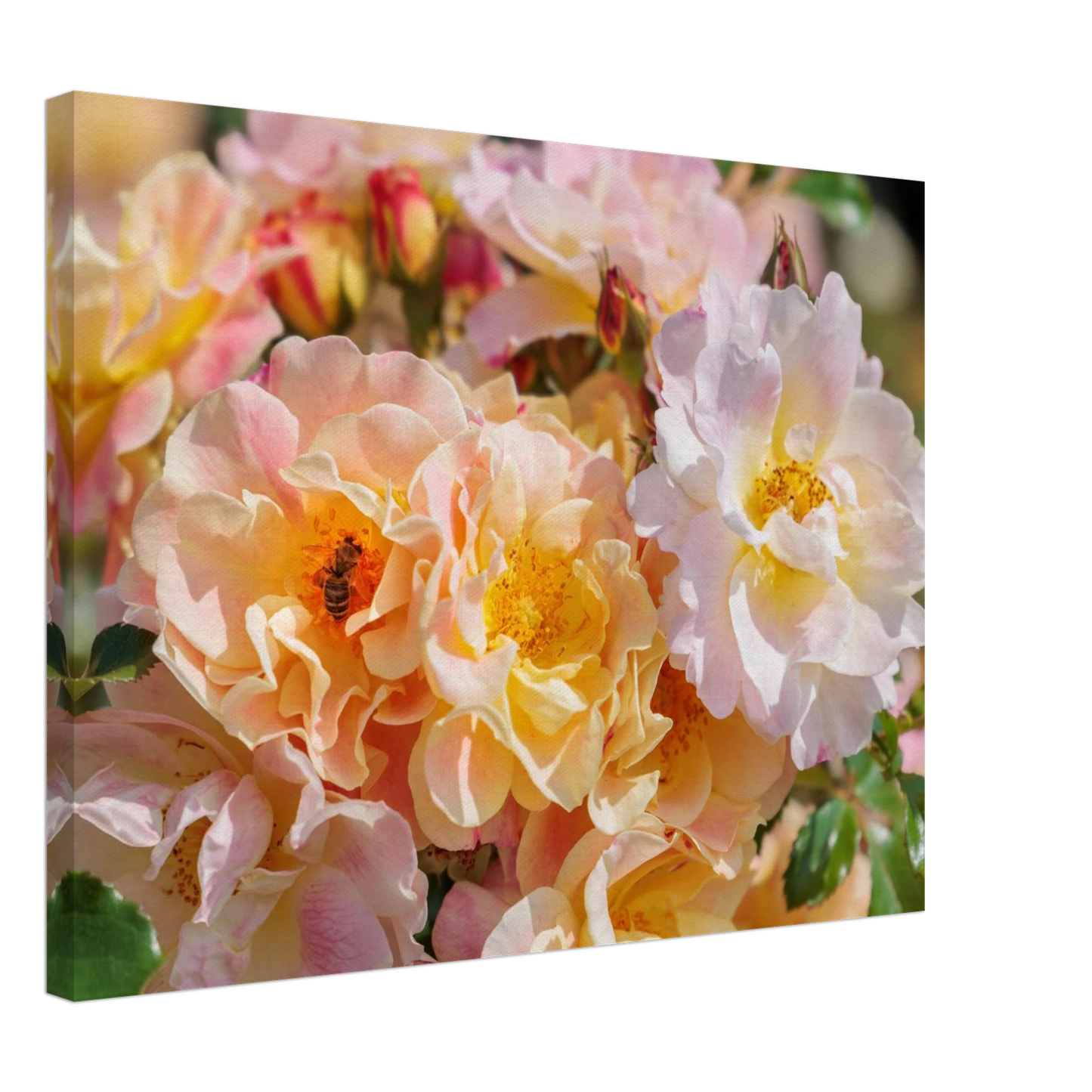 Wandbild bluehende gartenrosen eine honigbienen ode in pastell perfektion in vielen groessen verfuegbar