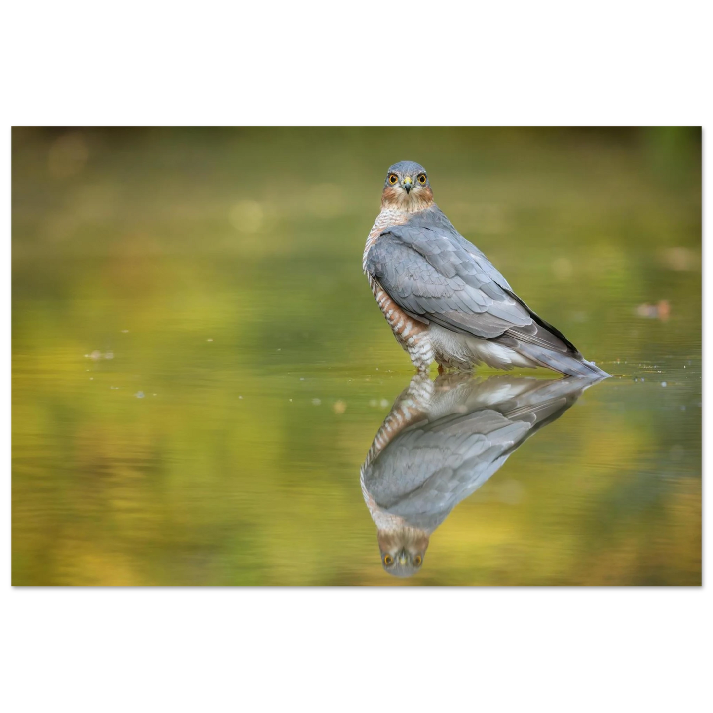 Wandbild mystischer sperber im morgengold faszinierende wildtierfotografie in ihrer wunschgroesse