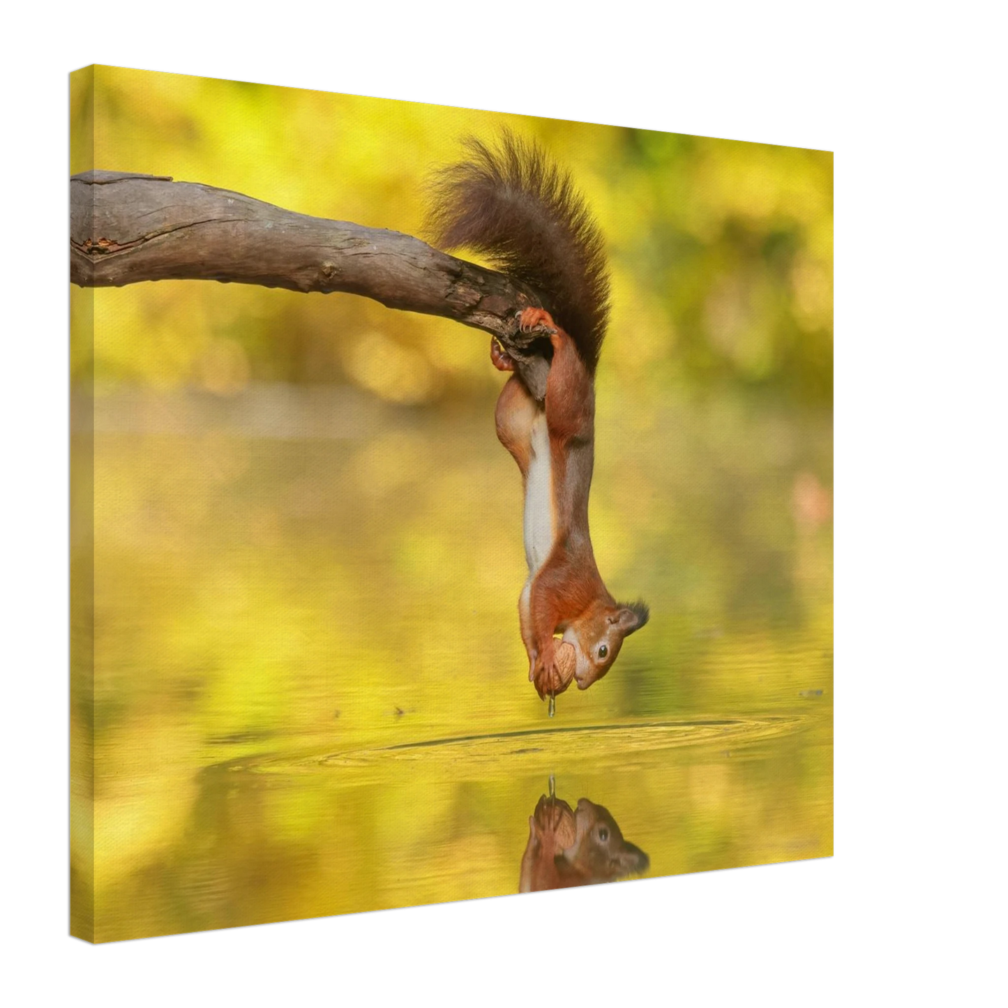 Wandbild akrobatik eichhoernchen lebendiges wildtier kunstwerk fuer ihr zuhause
