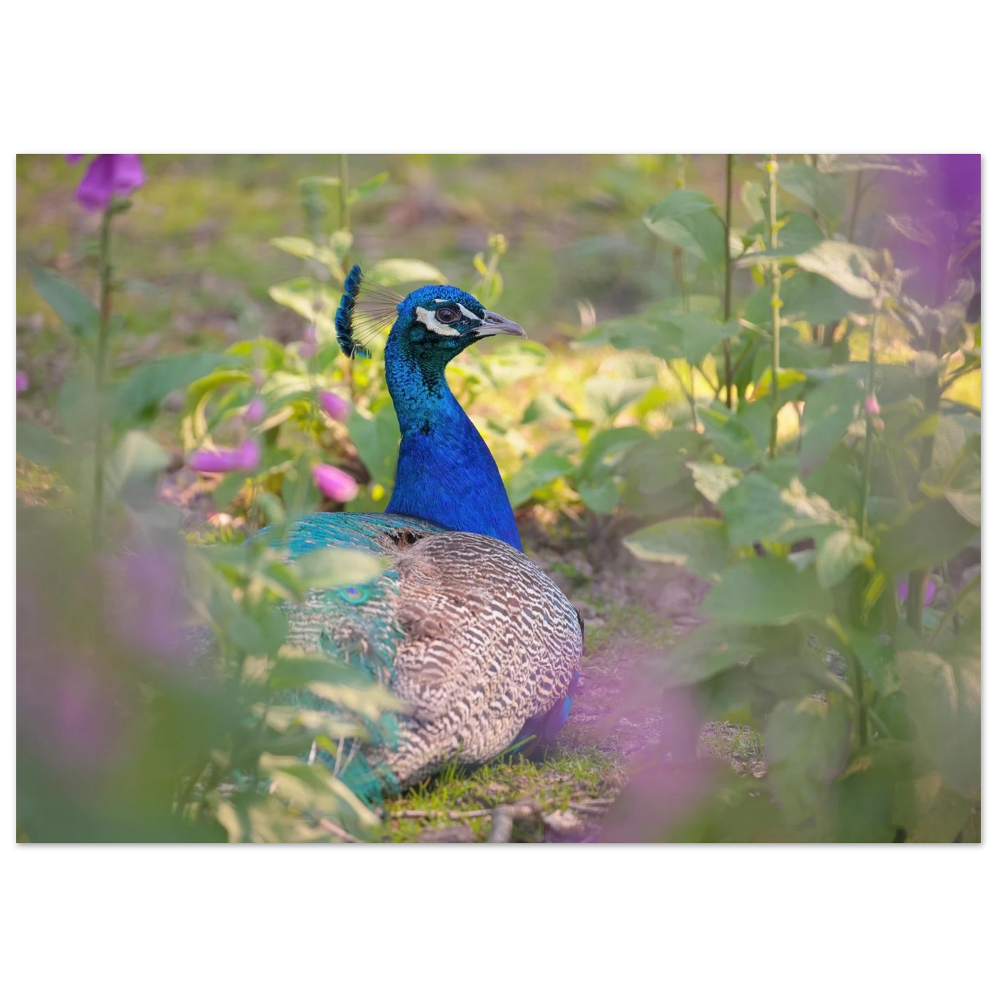 Wandbild majestaetischer pfau lebendige farbenpracht fuer ihre wand in vielen groessen erhaeltlich