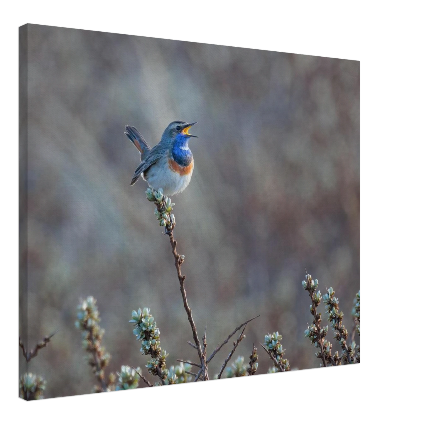 Wandbild blaukohlkehlchen im gesang naturkunst in lebendigen farben in ihrer wunschgroesse