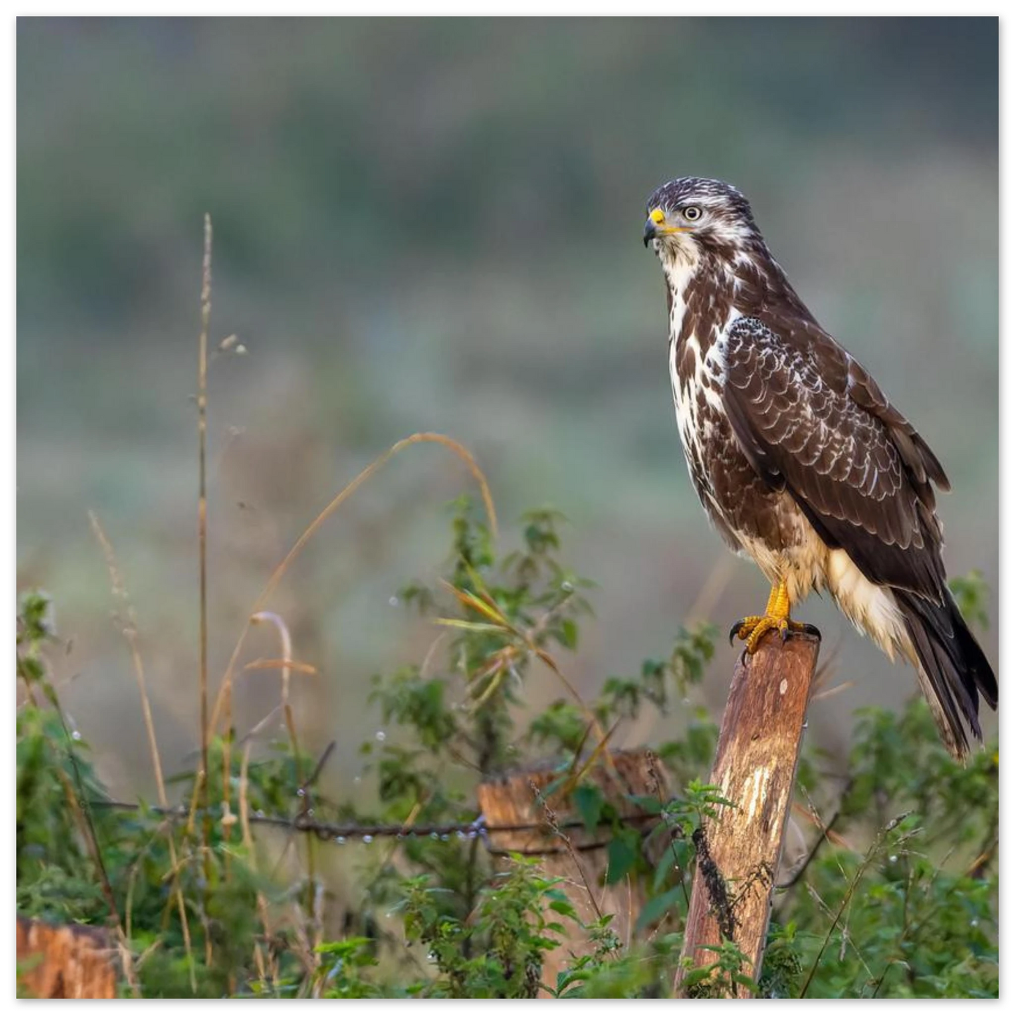 Wandbild majestaetischer bussard einblick in die wildnis auf hochglanz leinwand