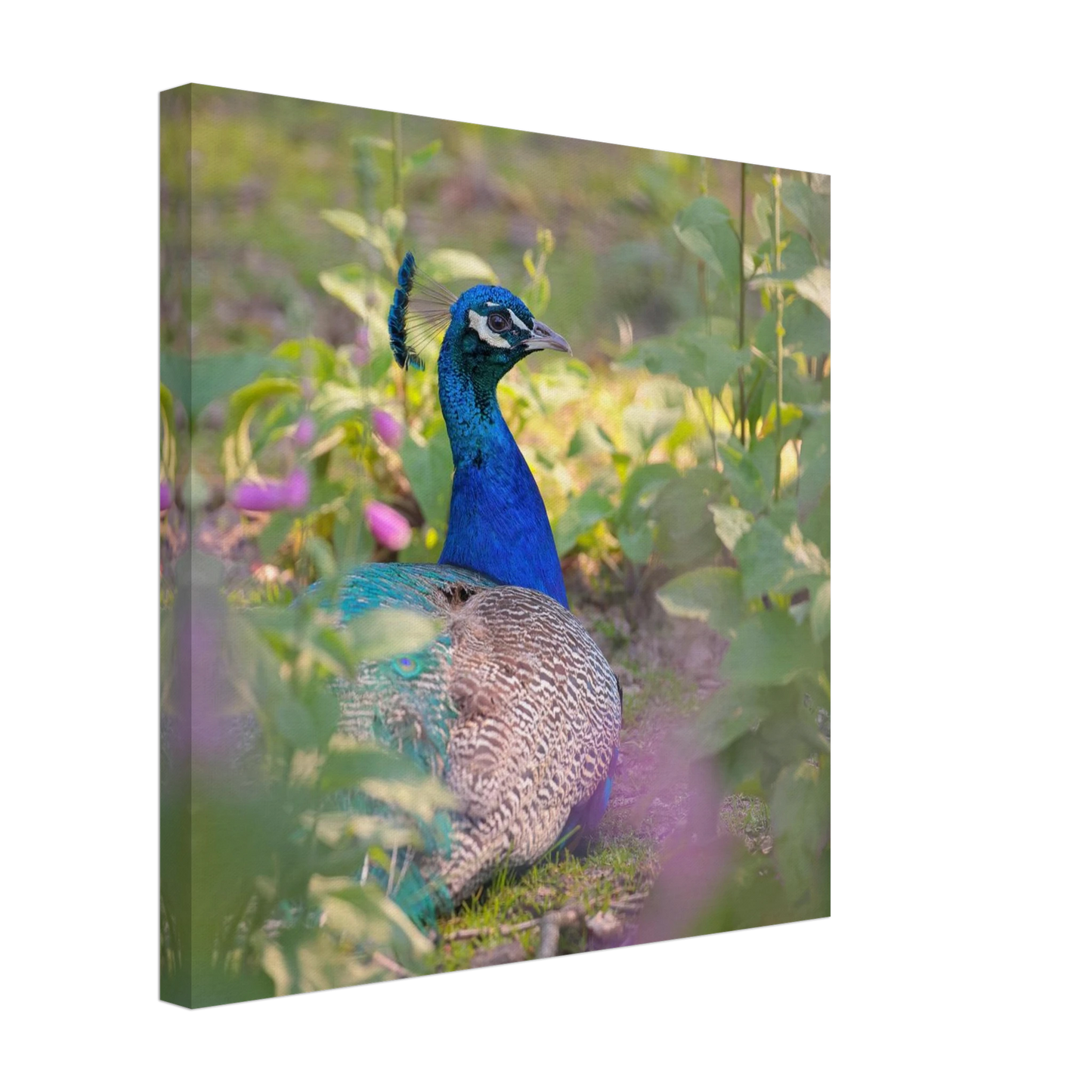 Wandbild majestaetischer pfau lebendige farbenpracht fuer ihre wand in vielen groessen erhaeltlich