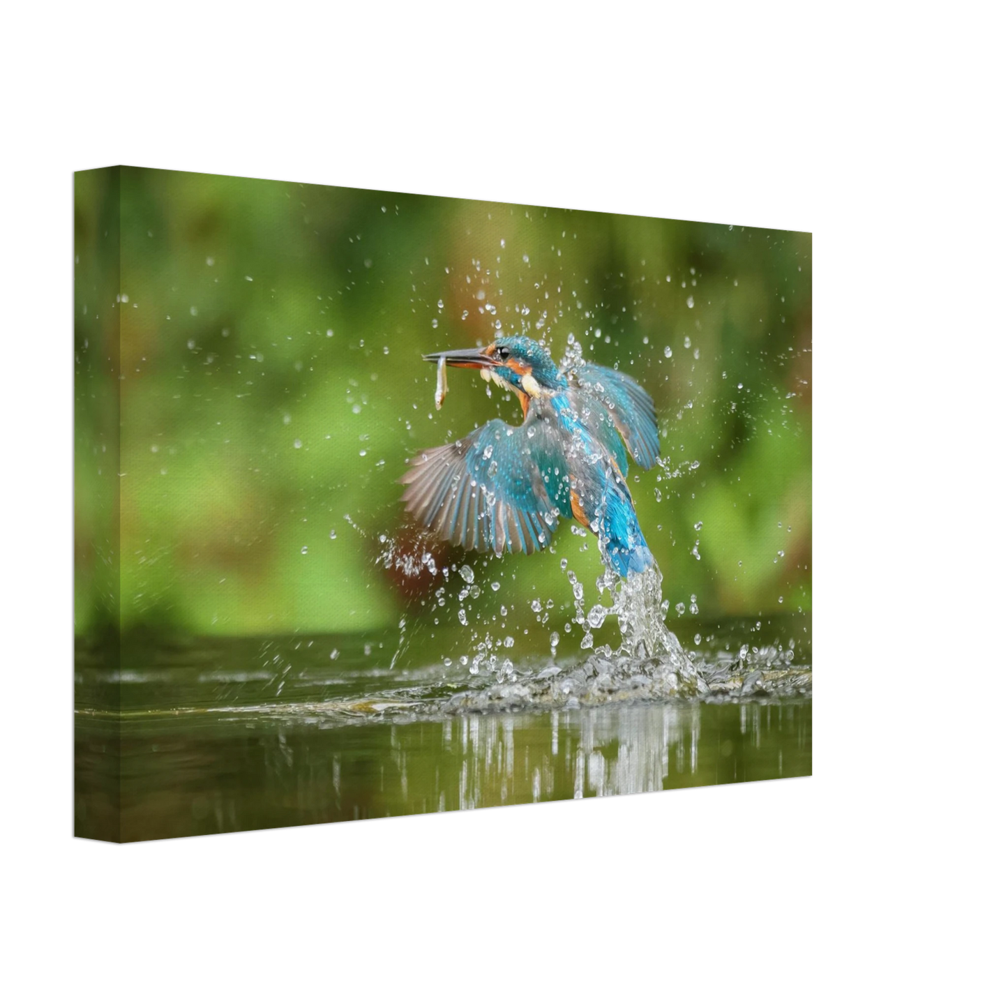 Wandbild eisvogel im sturzflug lebendige wildtierkunst fuer ihr zuhause