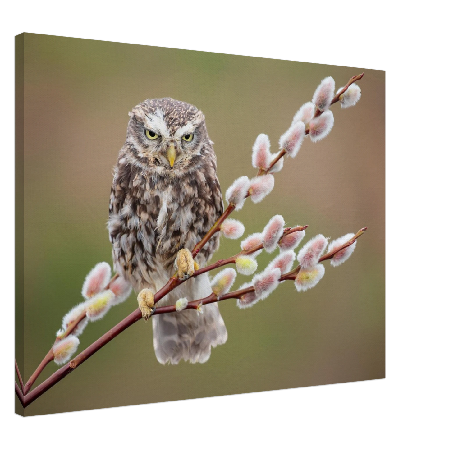 Wandbild der weise waechter ein kaeuzchen auf weidenkaetzchen im fruehlingslicht