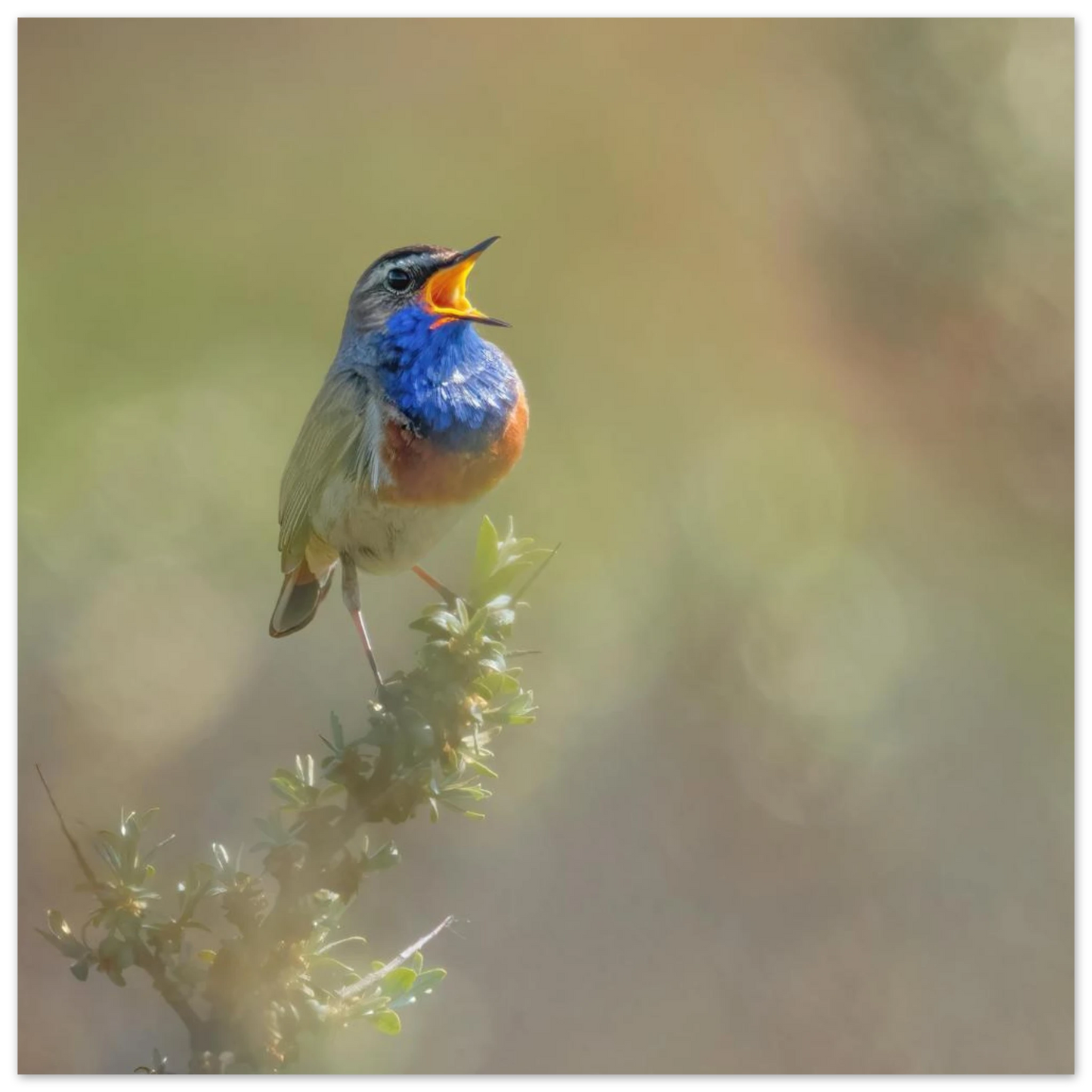 Wandbild singvogel in blautoenen lebendige vogelkunst fuer ihr zuhause in ihrer wunschgroesse