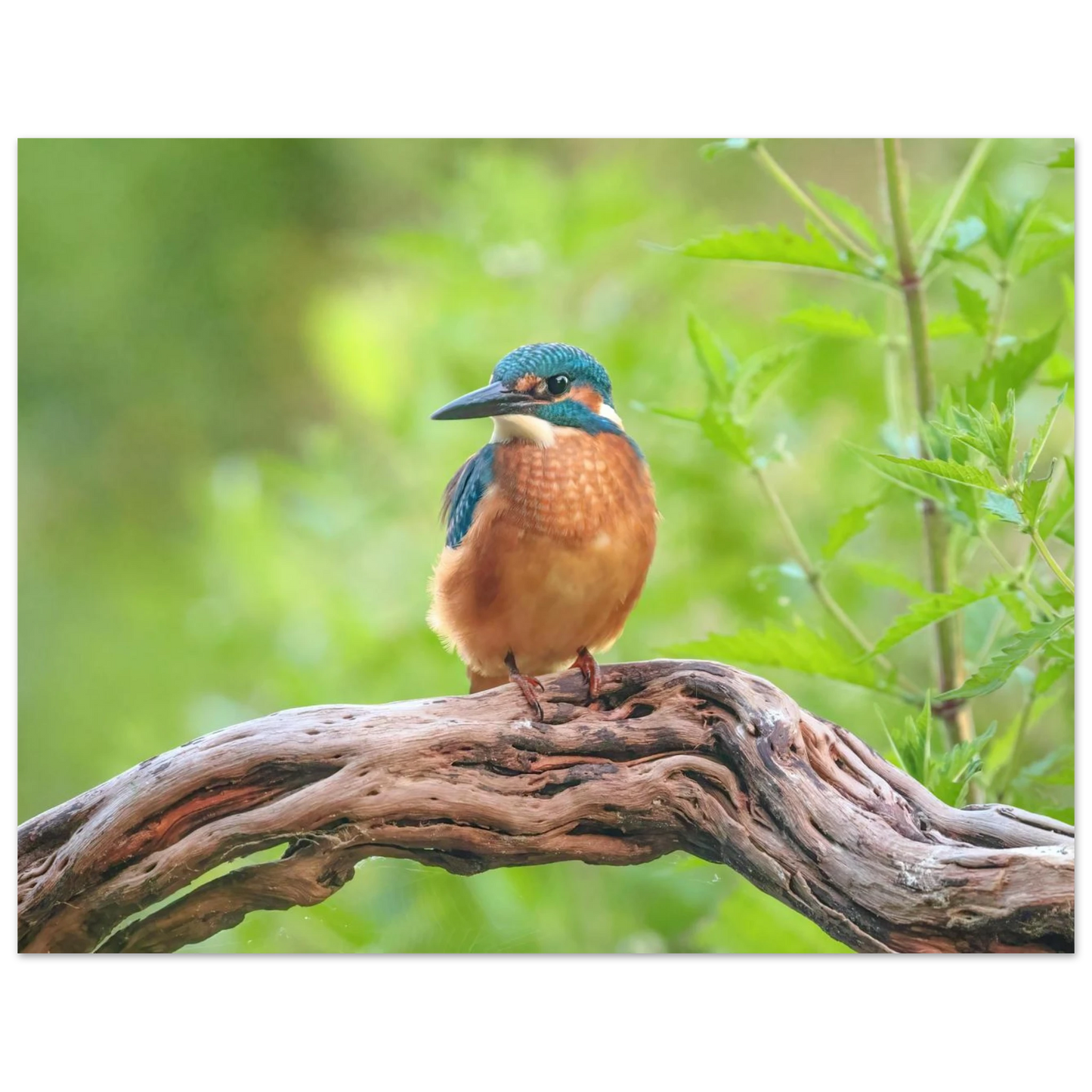 Wandbild eisvogel lebendige naturkunst fuer ihr zuhause in ihrer wunschgroesse 2