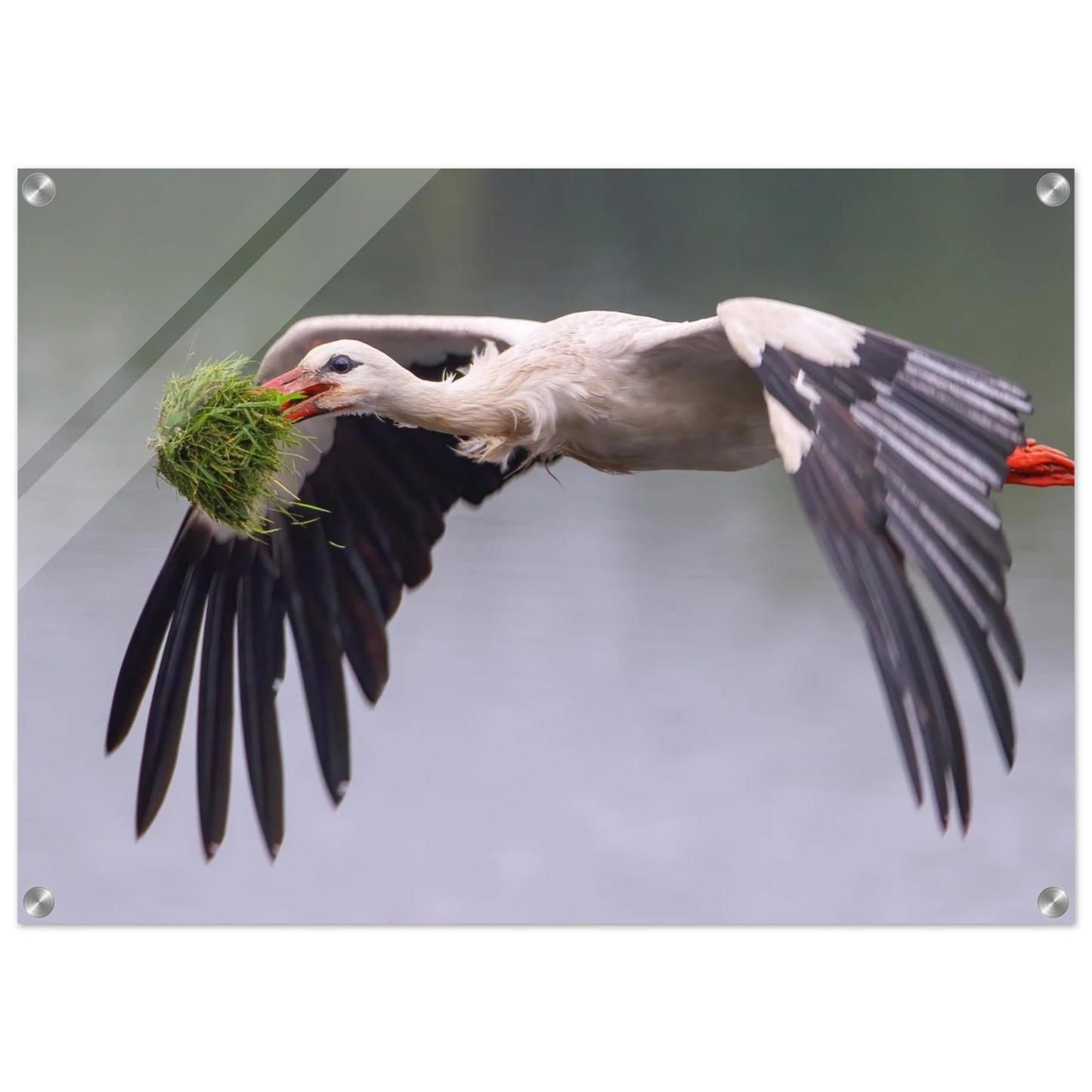 Wandbild nestbauender weissstorch im flug lebendige naturfotografie fuer ihr zuhause