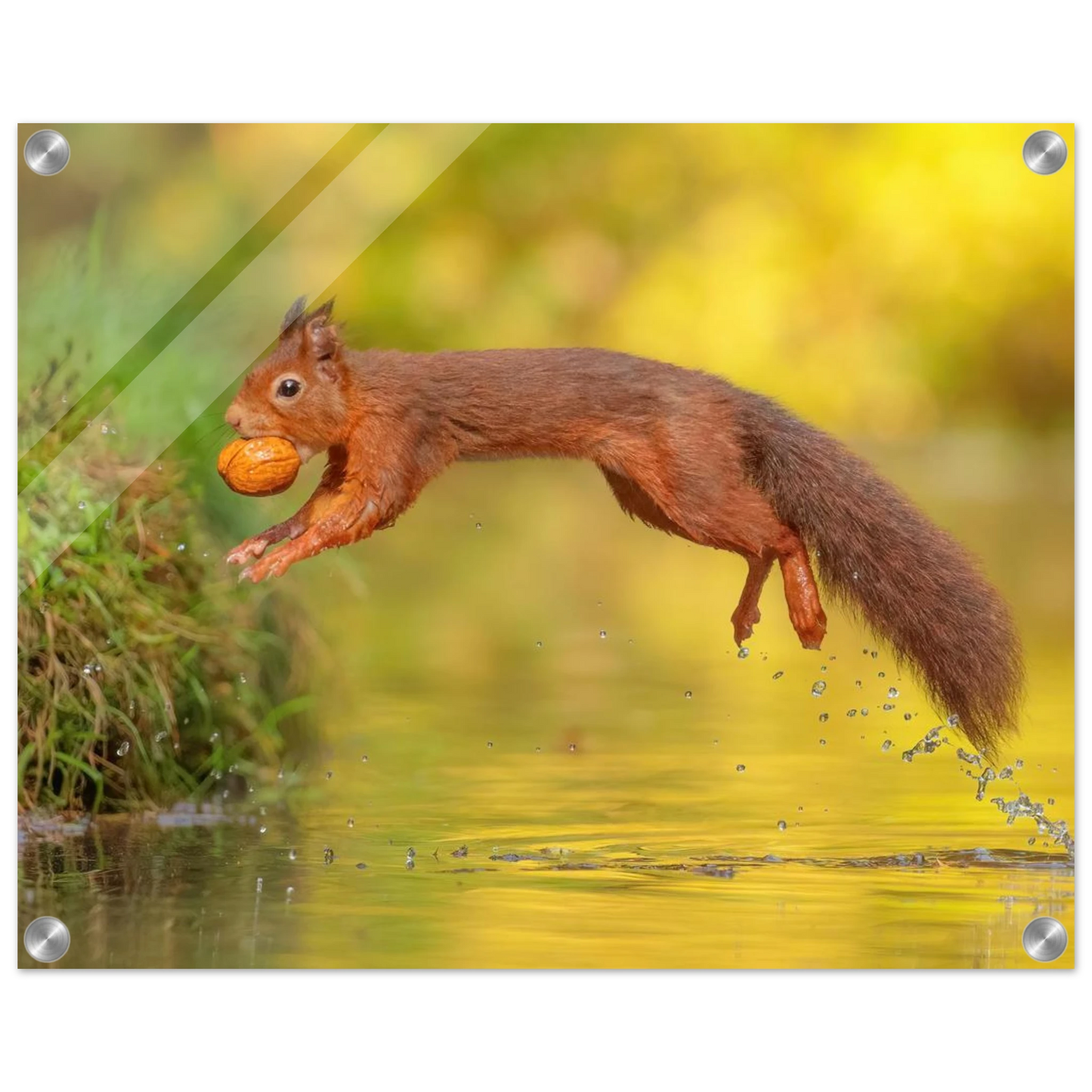 Wandbild eichhoernchen mit nuss dynamische tierkunst in leuchtenden herbstfarben