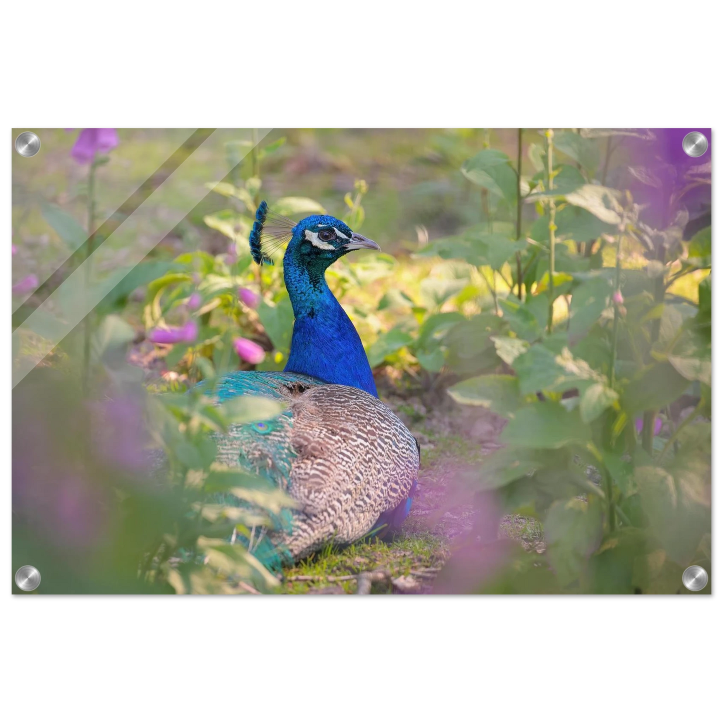 Wandbild majestaetischer pfau lebendige farbenpracht fuer ihre wand in vielen groessen erhaeltlich