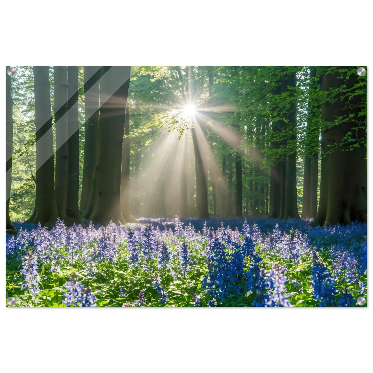 Wandbild bezaubernder wald mit sonnenstrahlen und lila bluetenmeer dein stueck natur