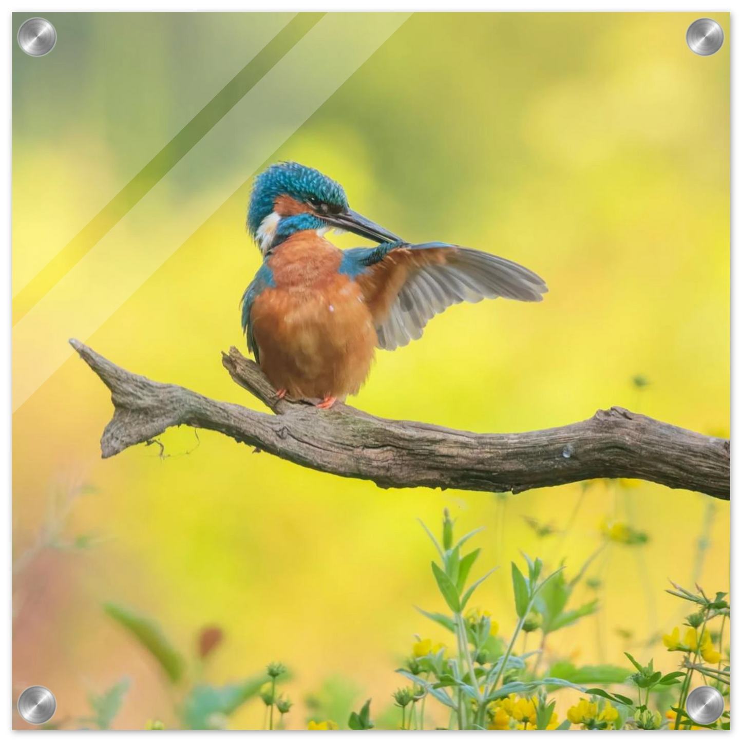 Wandbild eisvogel lebendige naturkunst fuer ihr zuhause