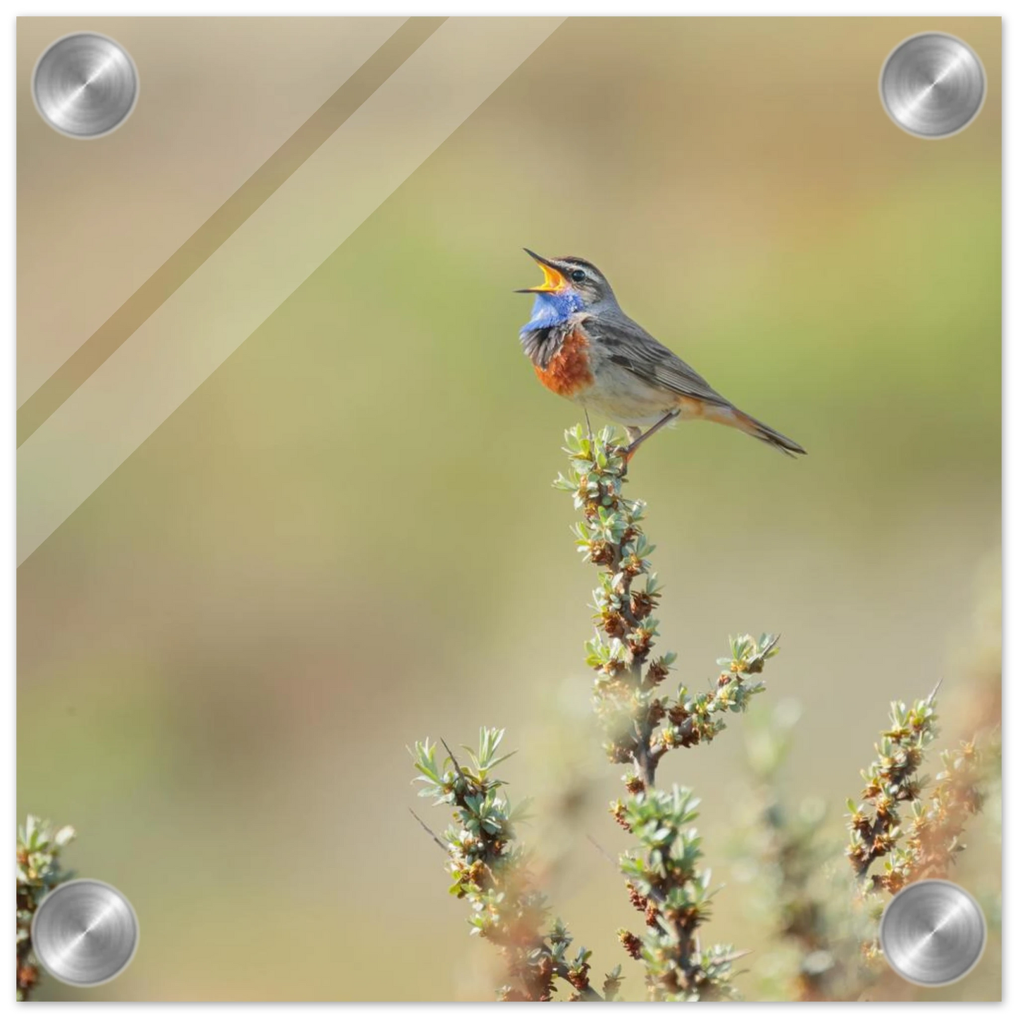 Wandbild der ruf der wildnis ein lebhaftes vogelportraet