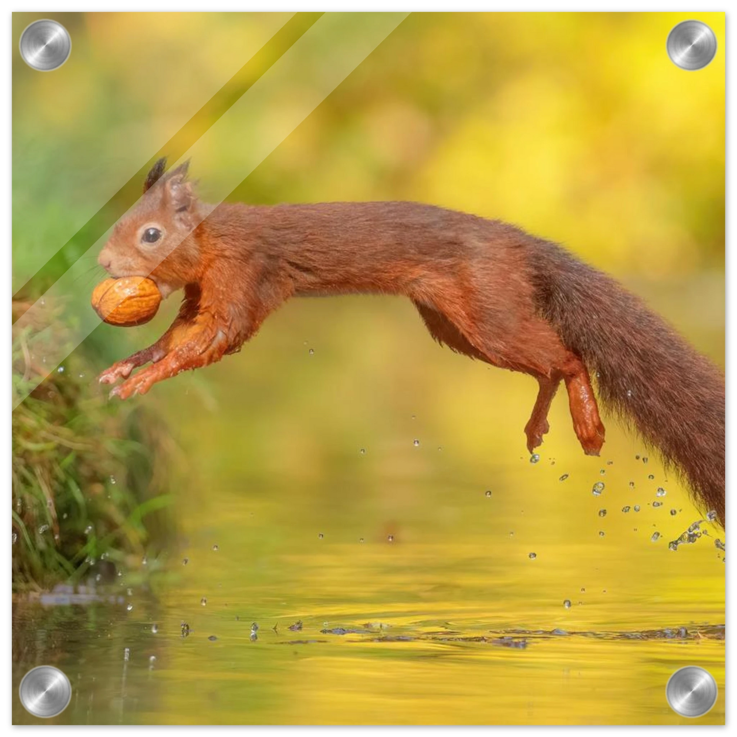 Wandbild eichhoernchen mit nuss dynamische tierkunst in leuchtenden herbstfarben